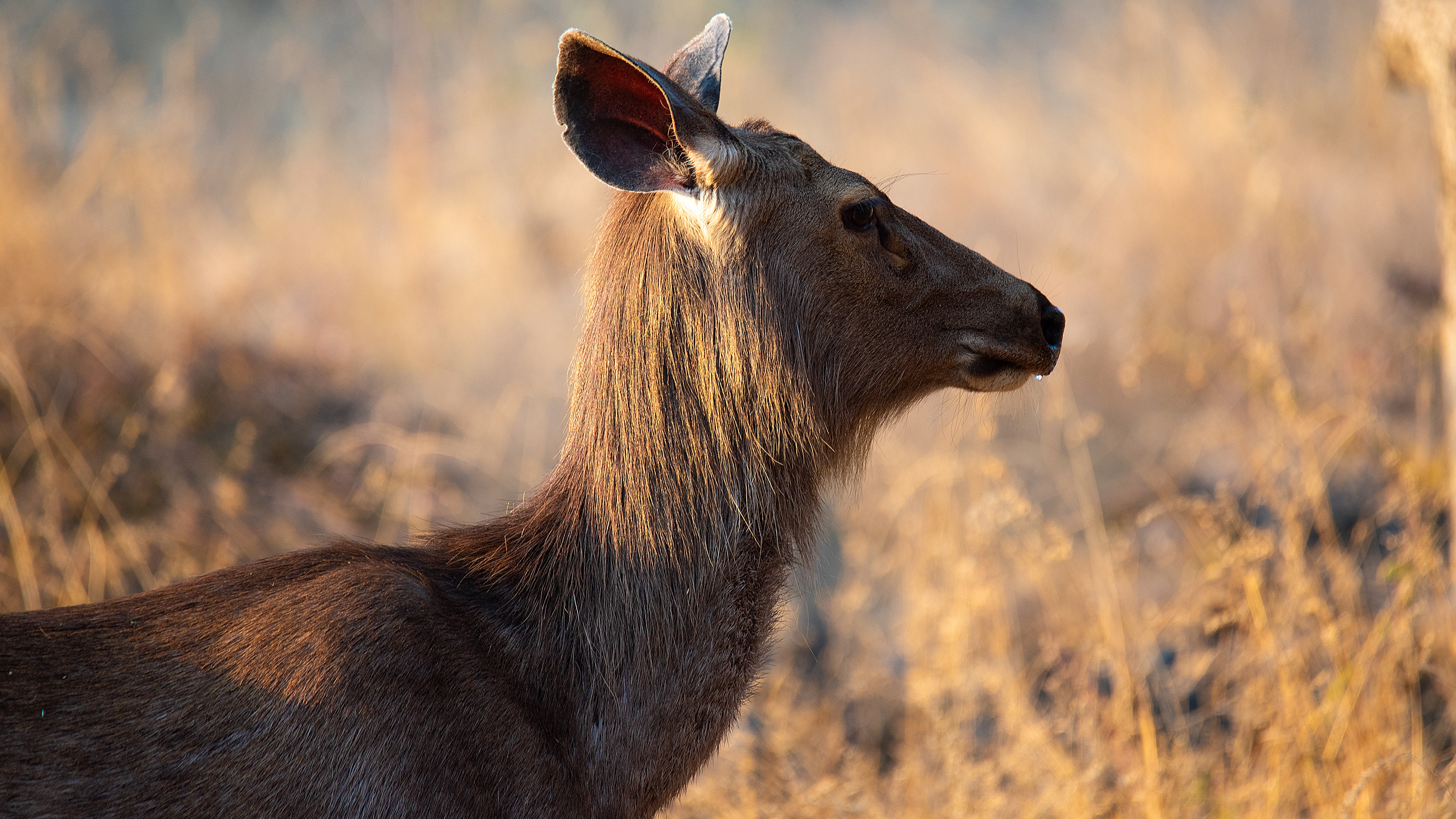 Sambar Deer