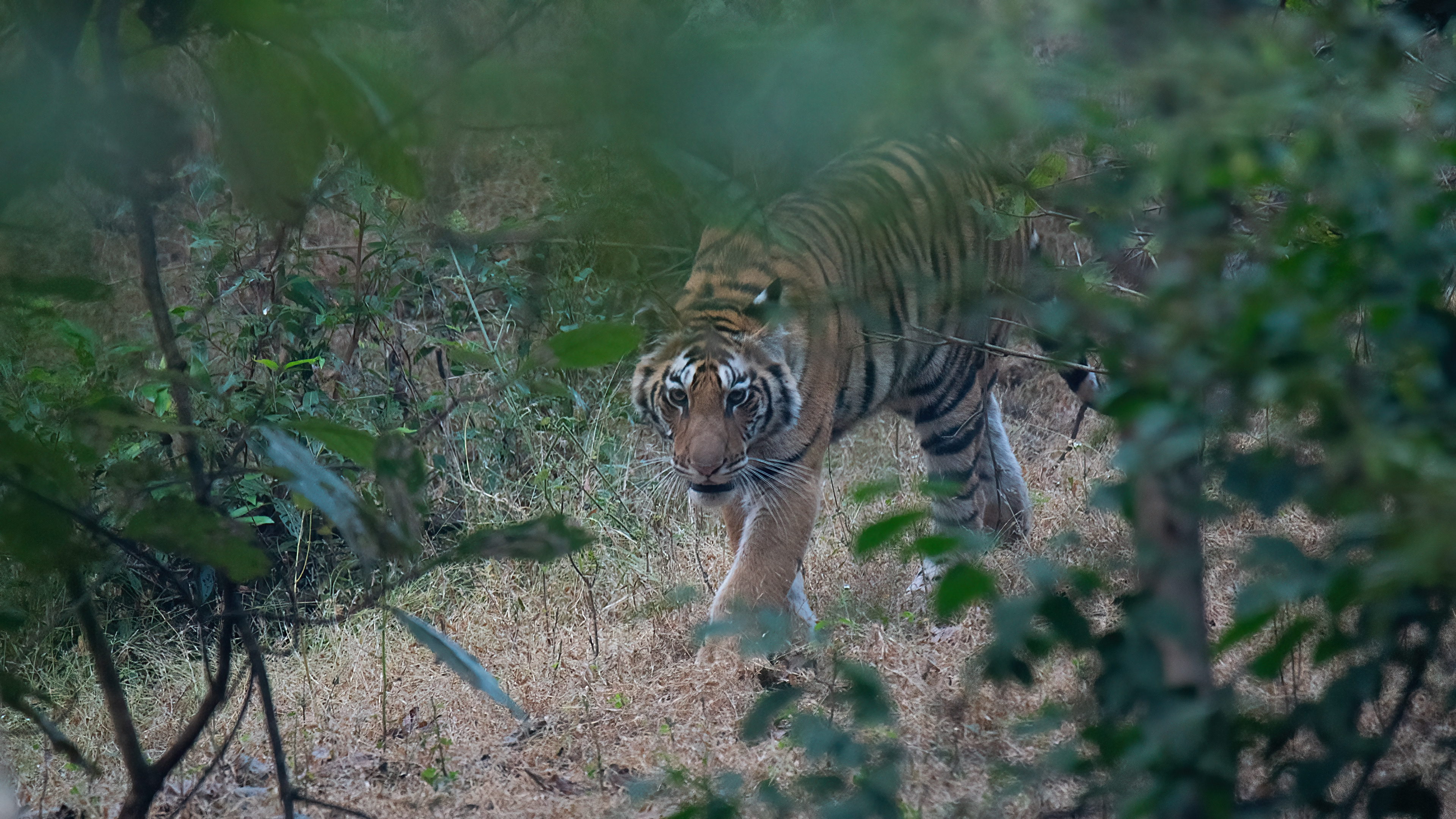 Tiger- Panna T151-41