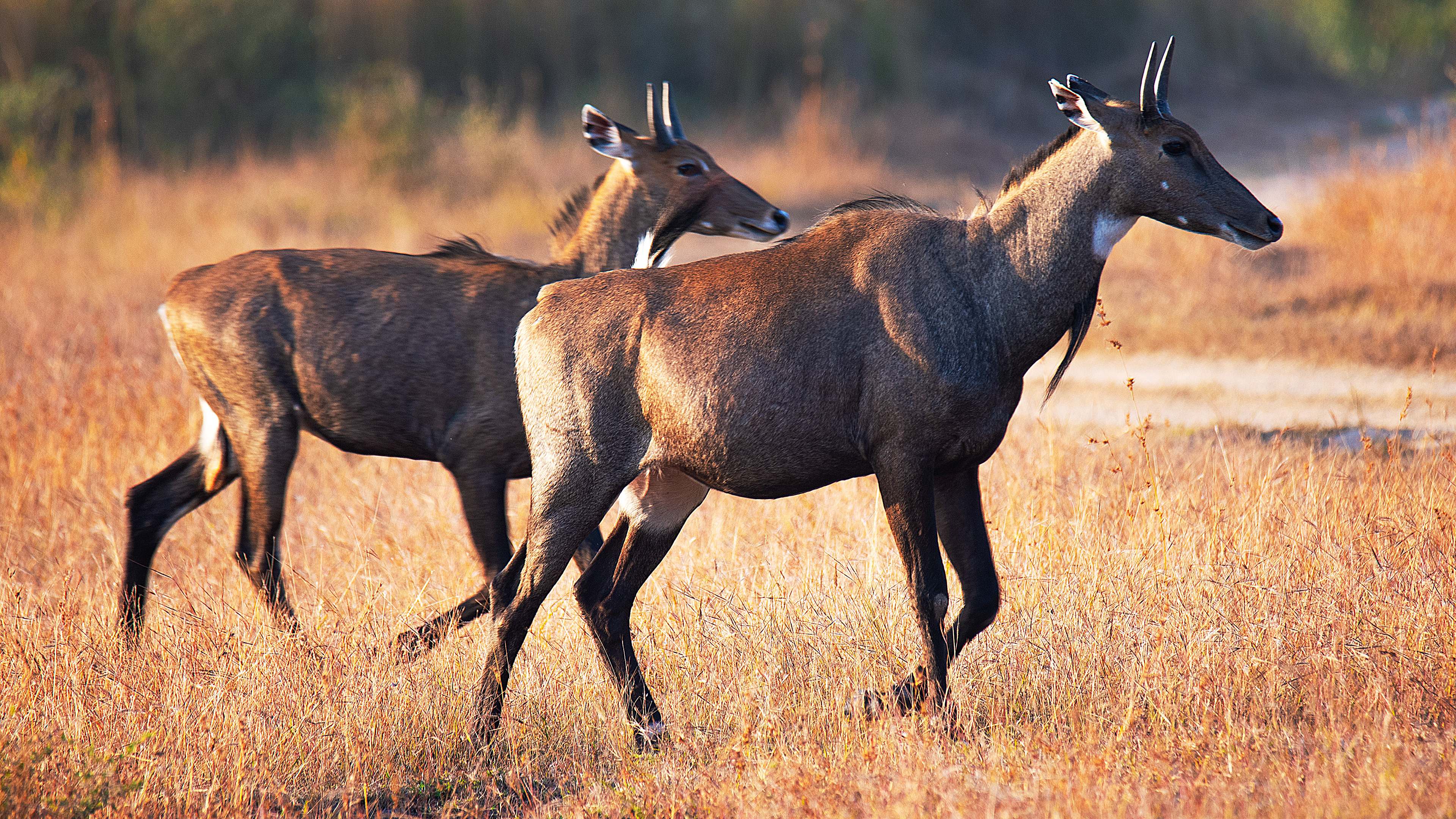 Nilgai