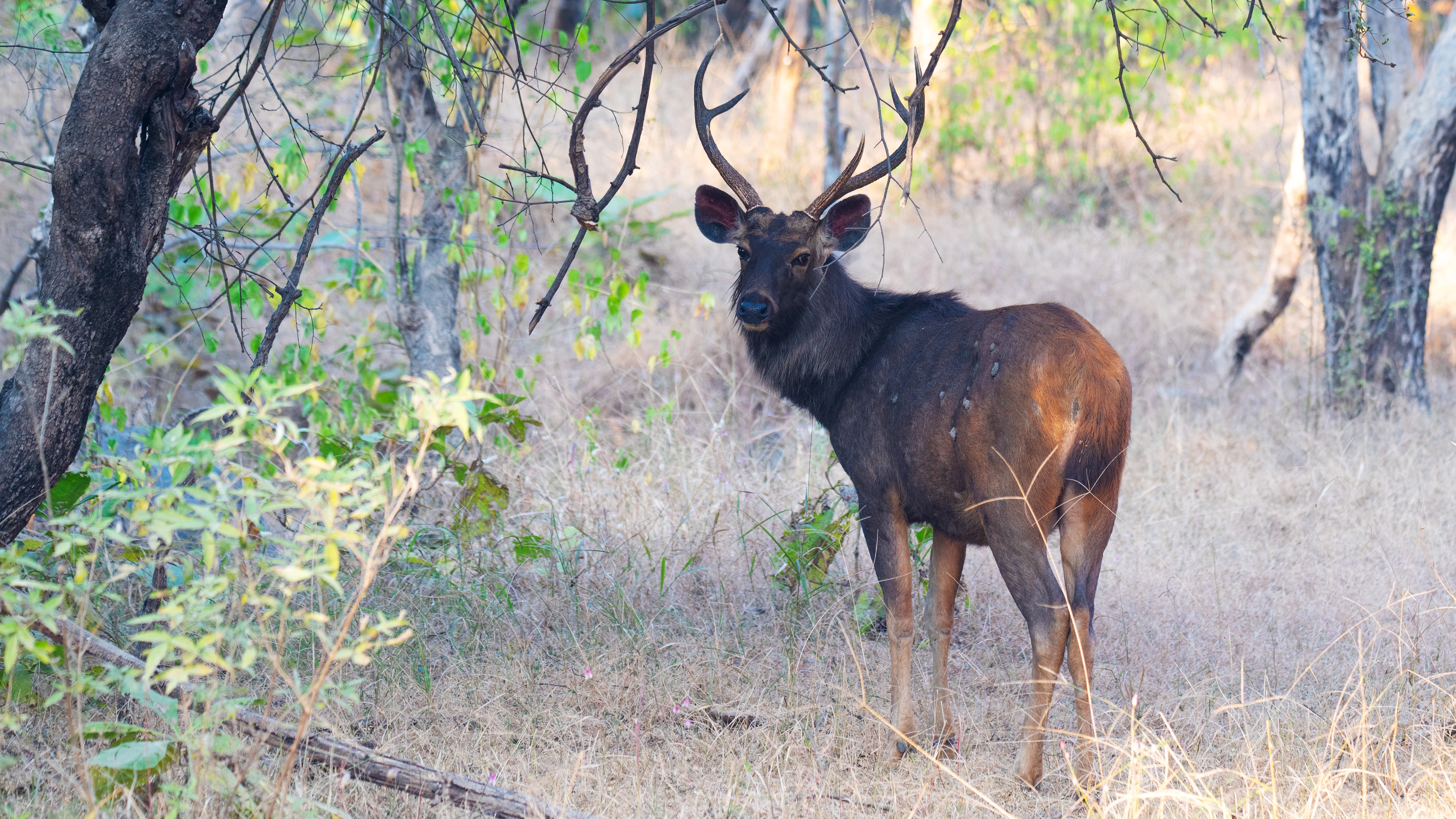 Sambar Deer