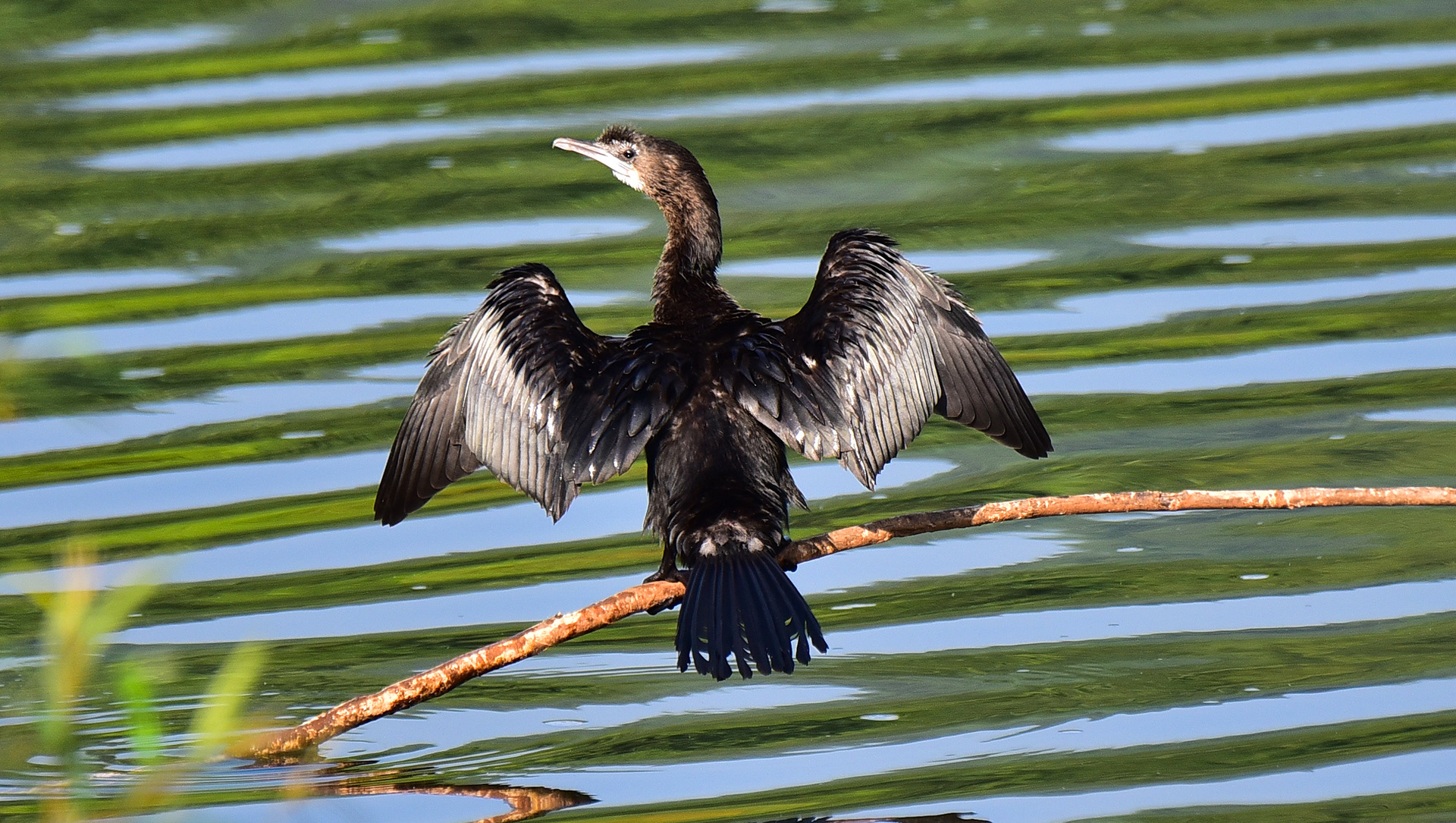 Little Cormorant