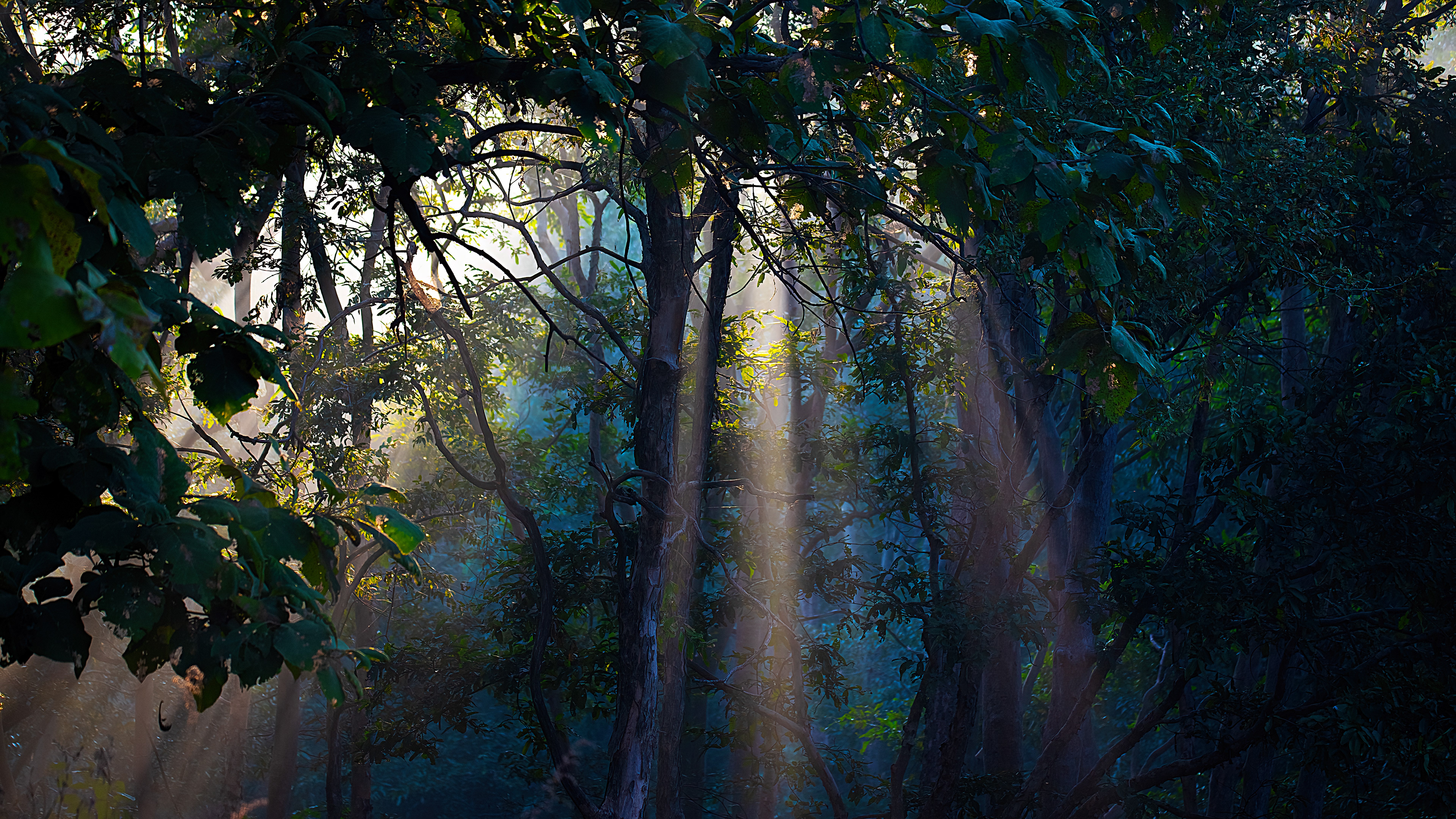Golden morning sun rays piercing the dense forest