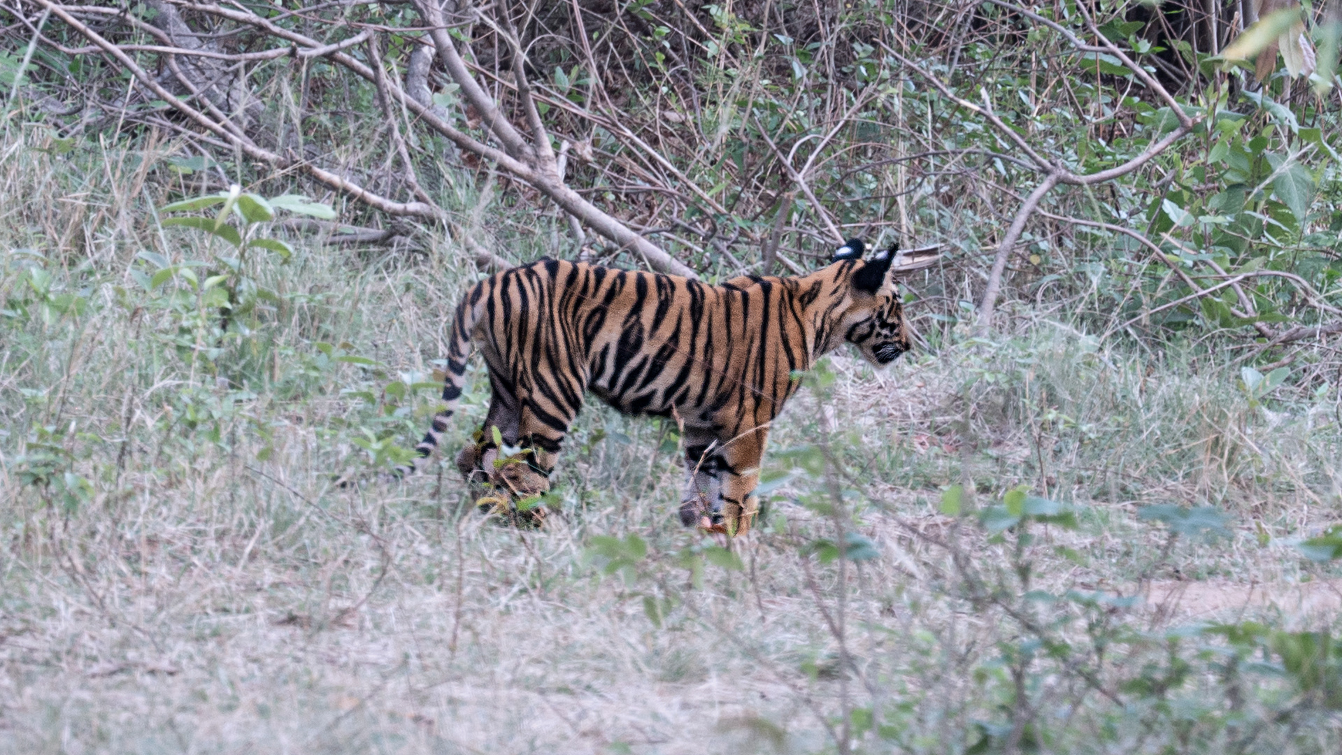 Junabai Cubs