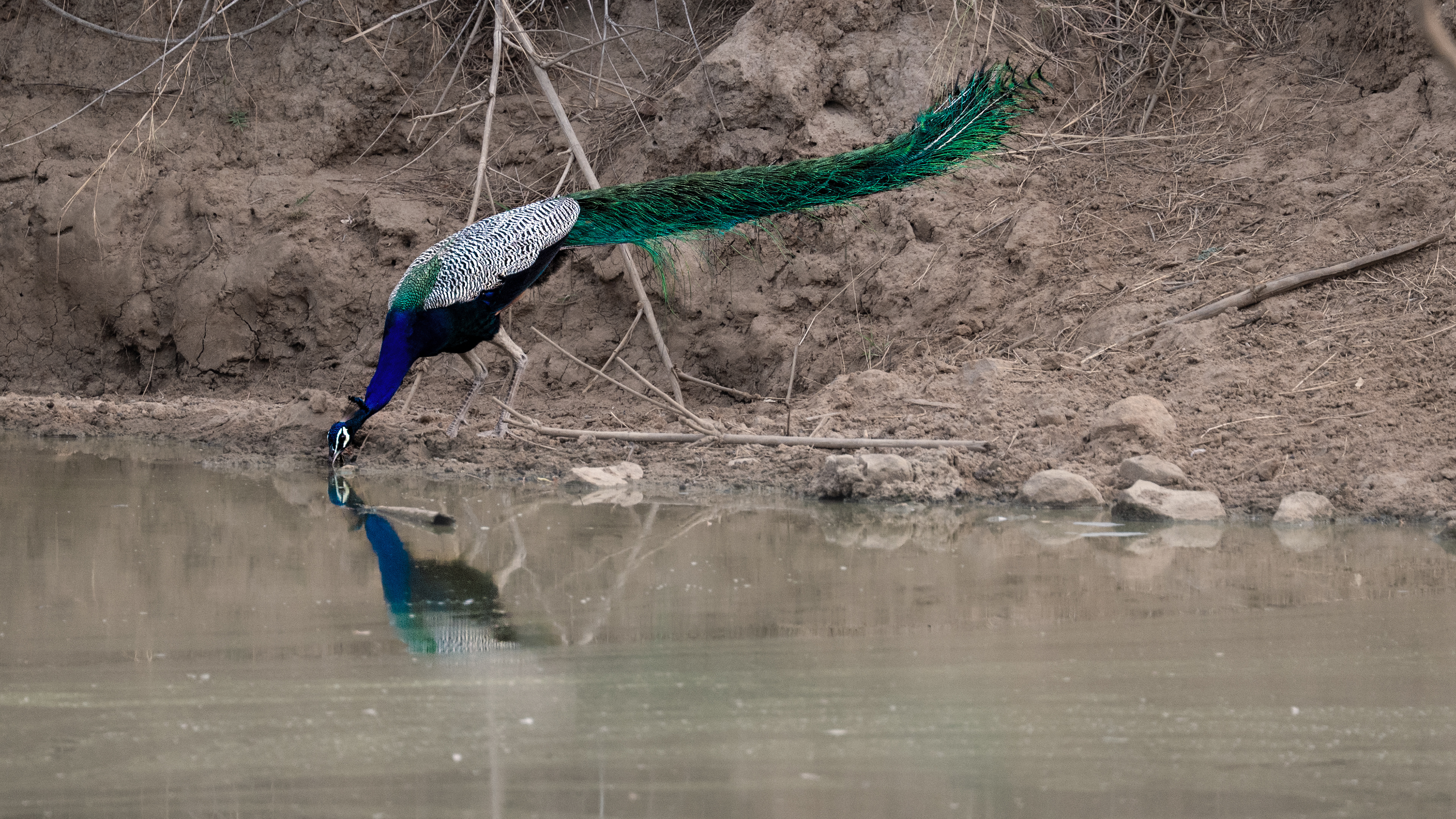 Peacock