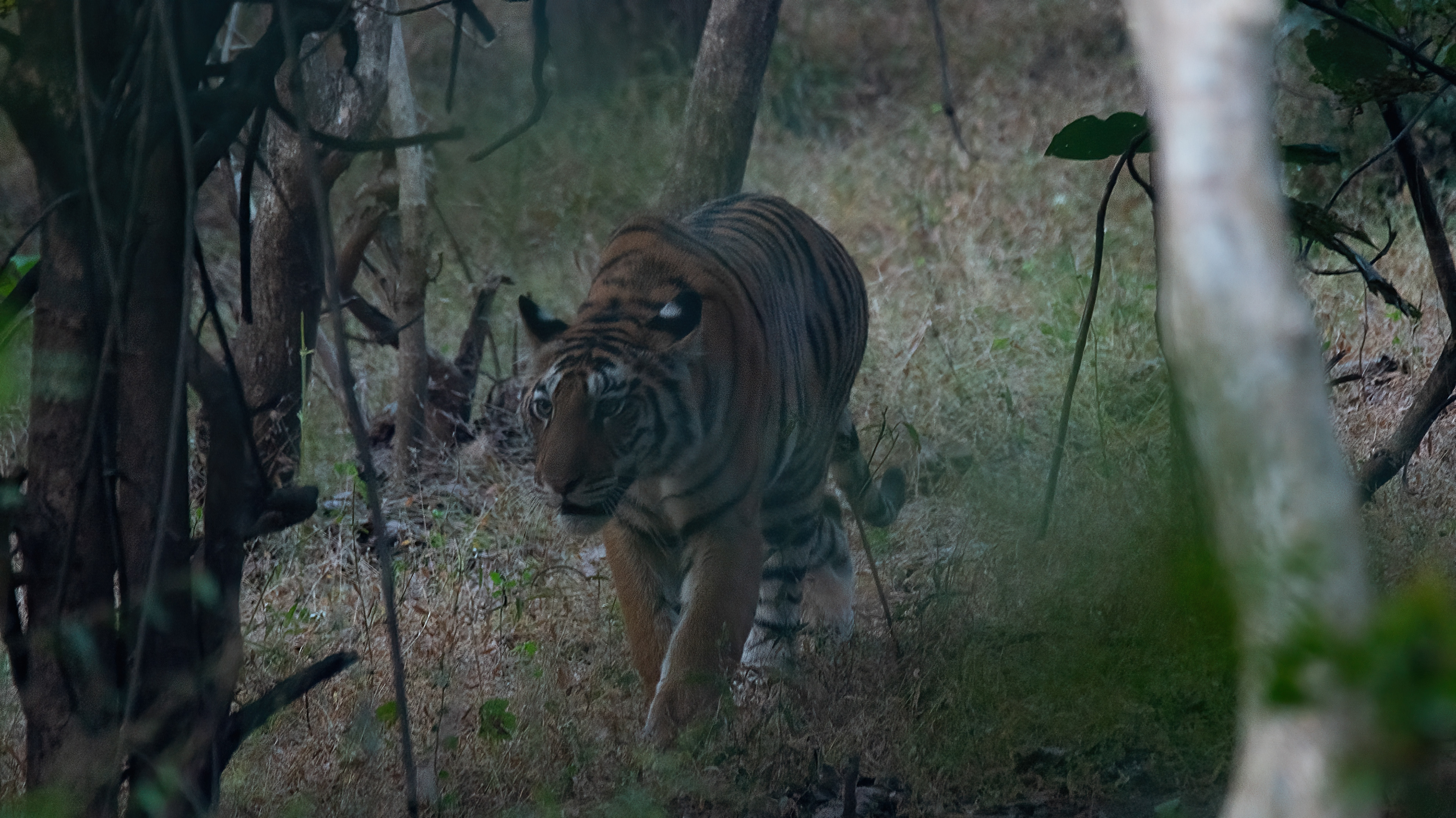 Tiger- Panna T151-41