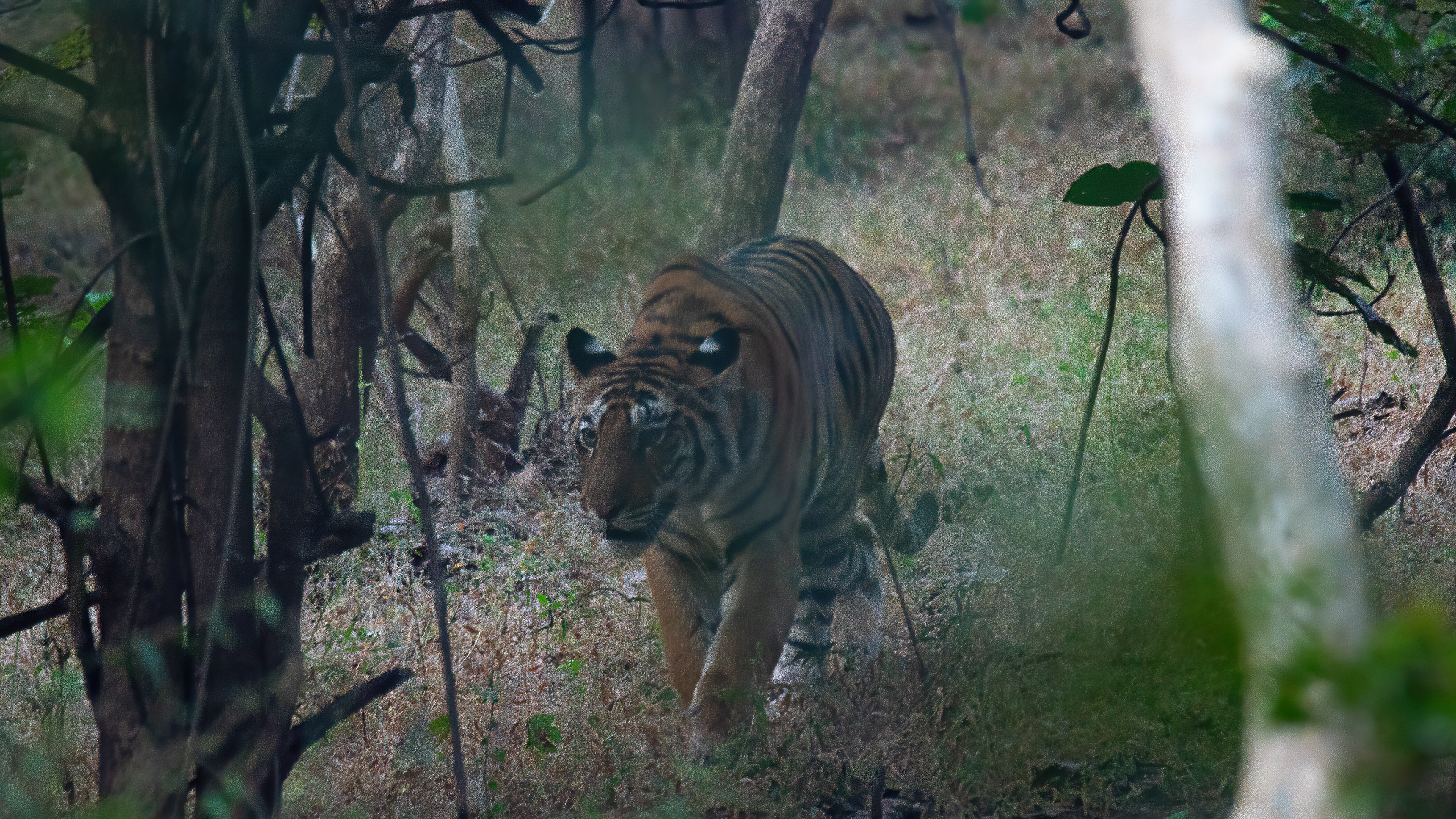 Tiger- Panna T151-41