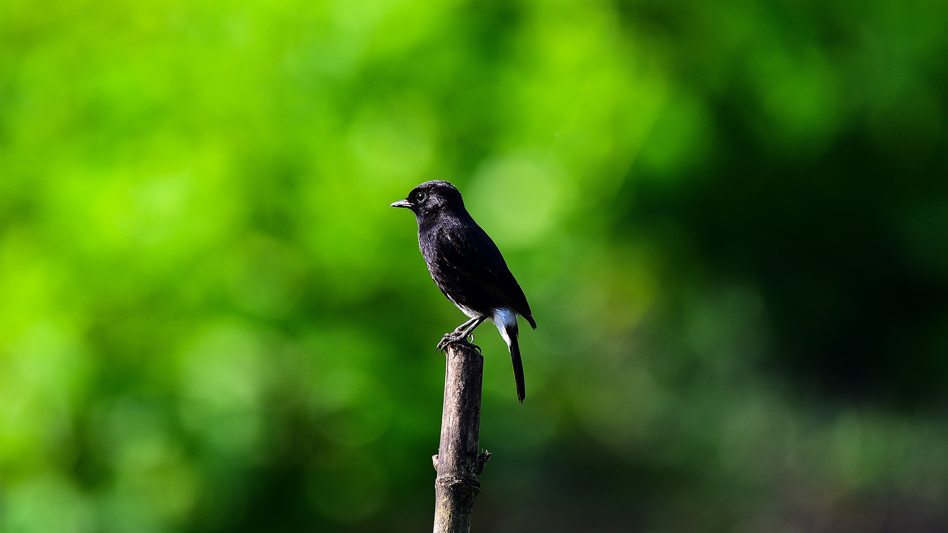 Pied Bushchat