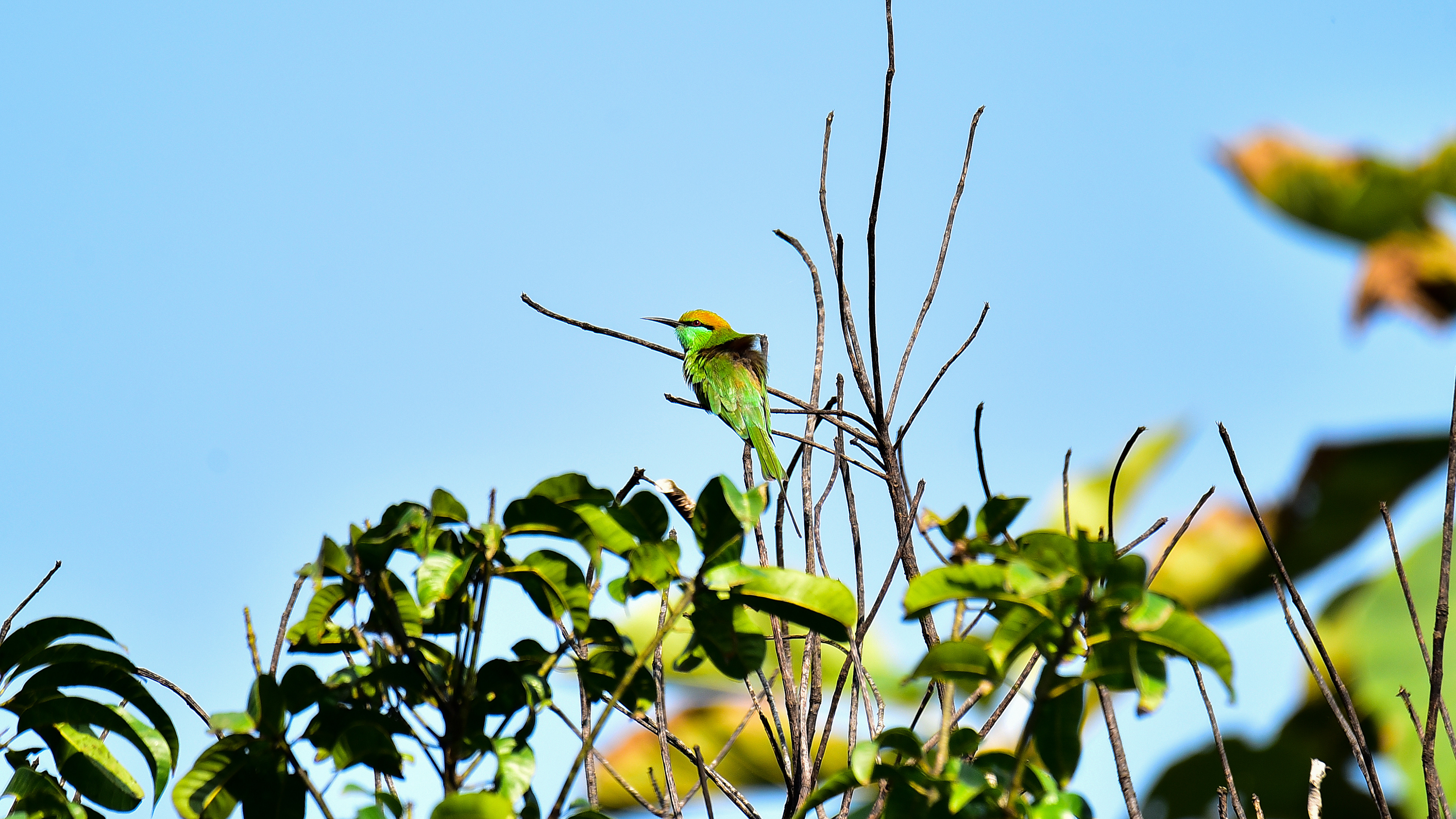 Asian green bee-eater