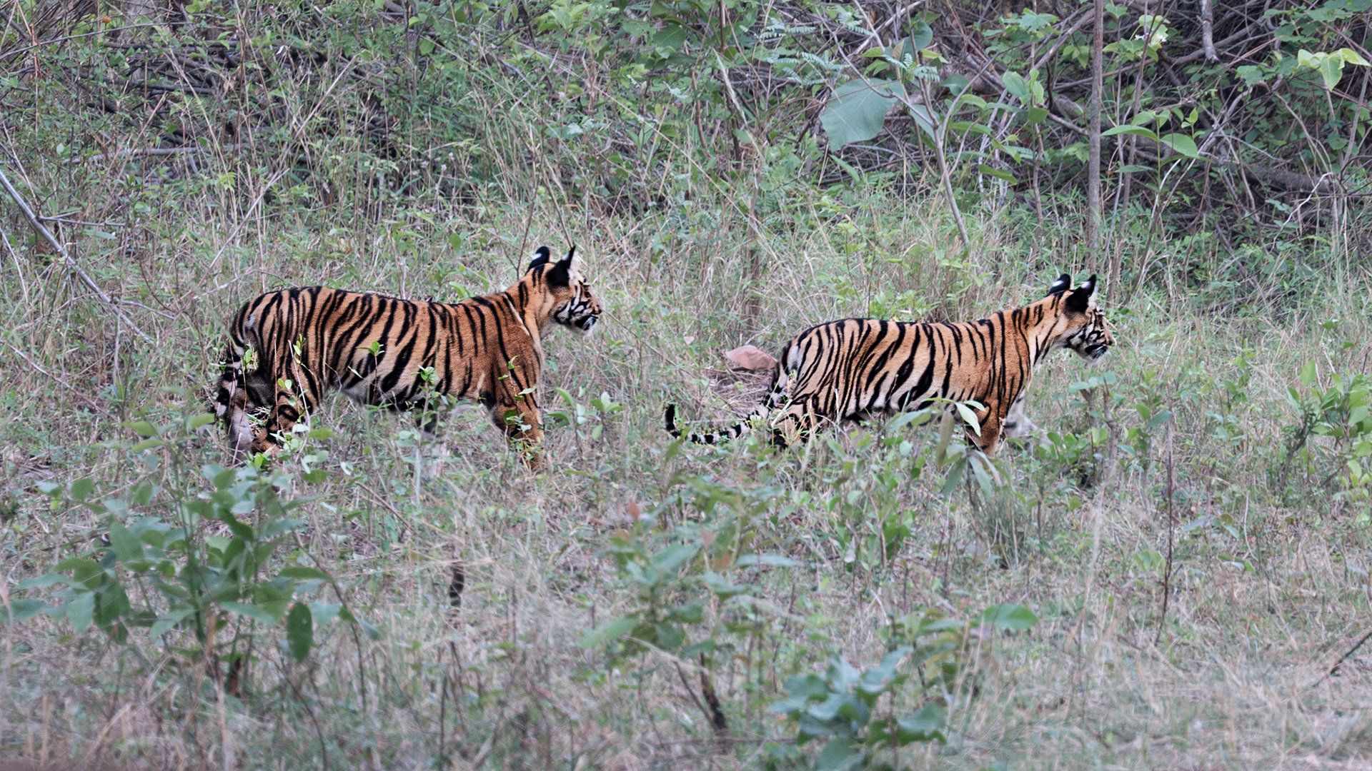 Junabai Cubs