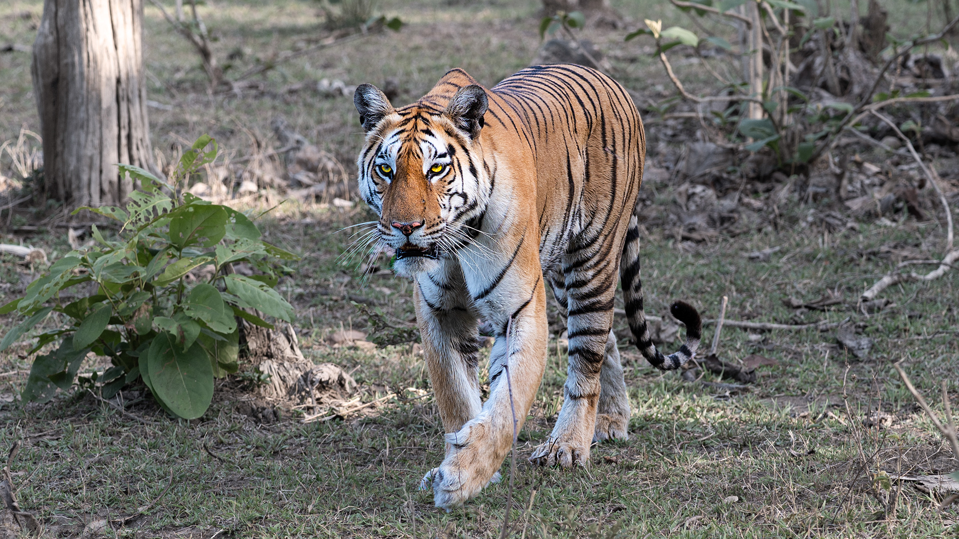 Jalphata Female, Pench MP