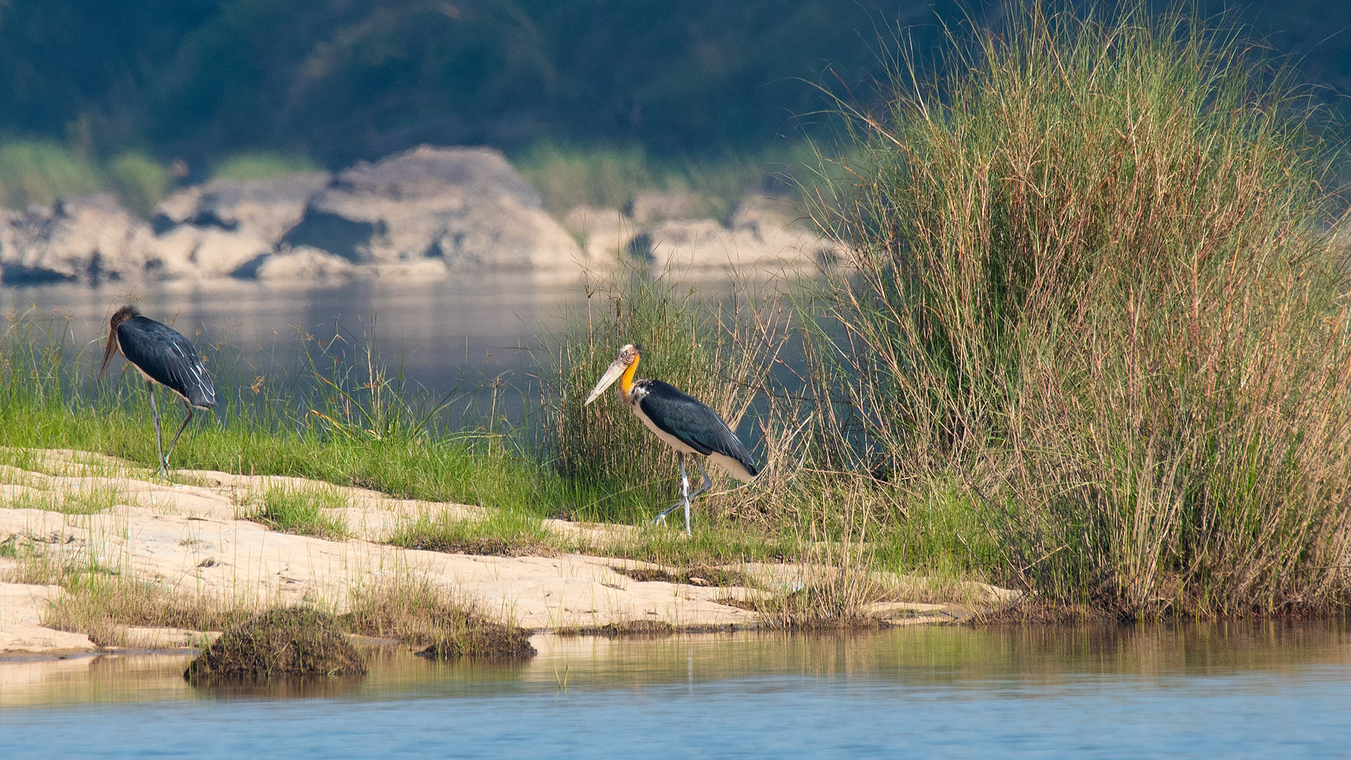 Lesser Adjutant Storks