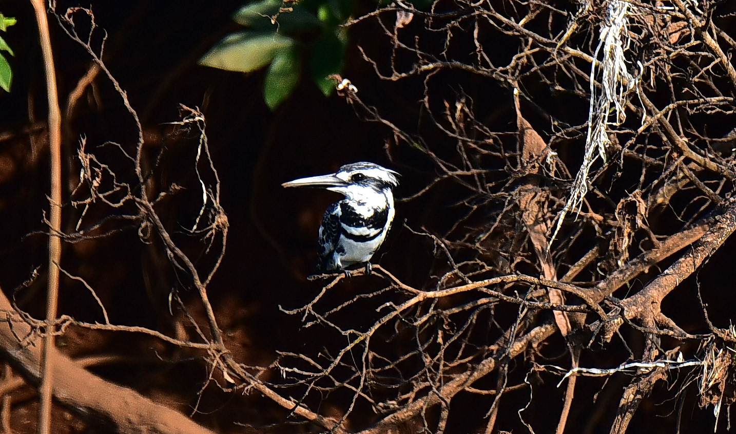 Pied Kingfisher