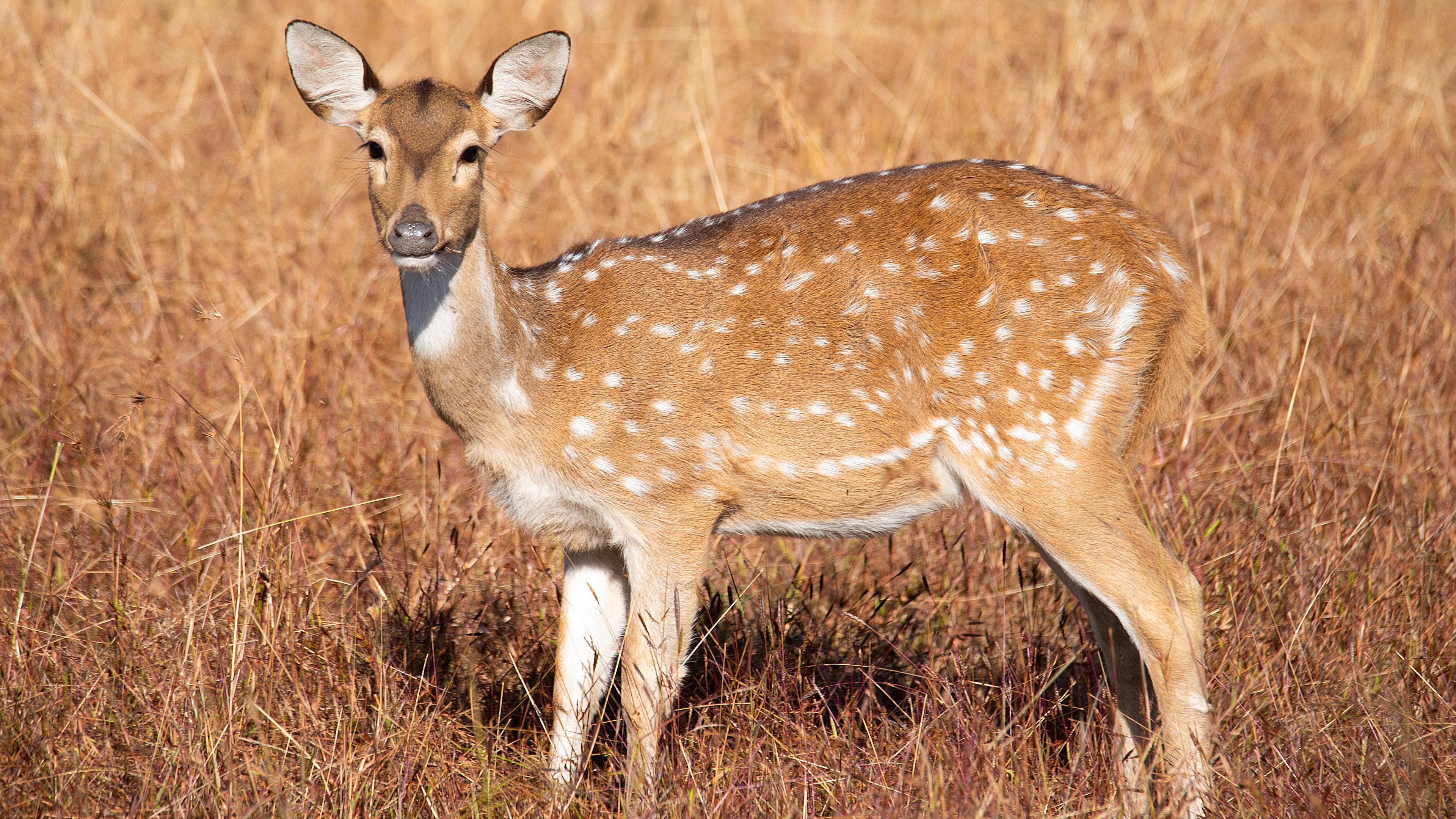 Spotted Deer