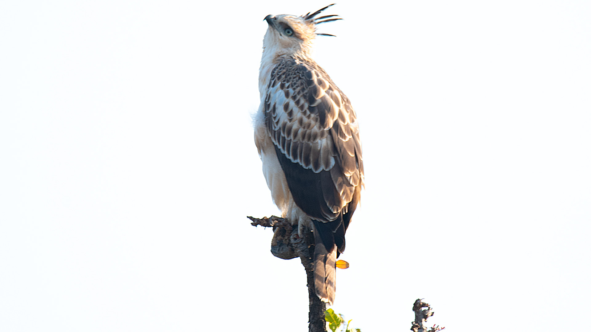 Crested Hawk-Eagle