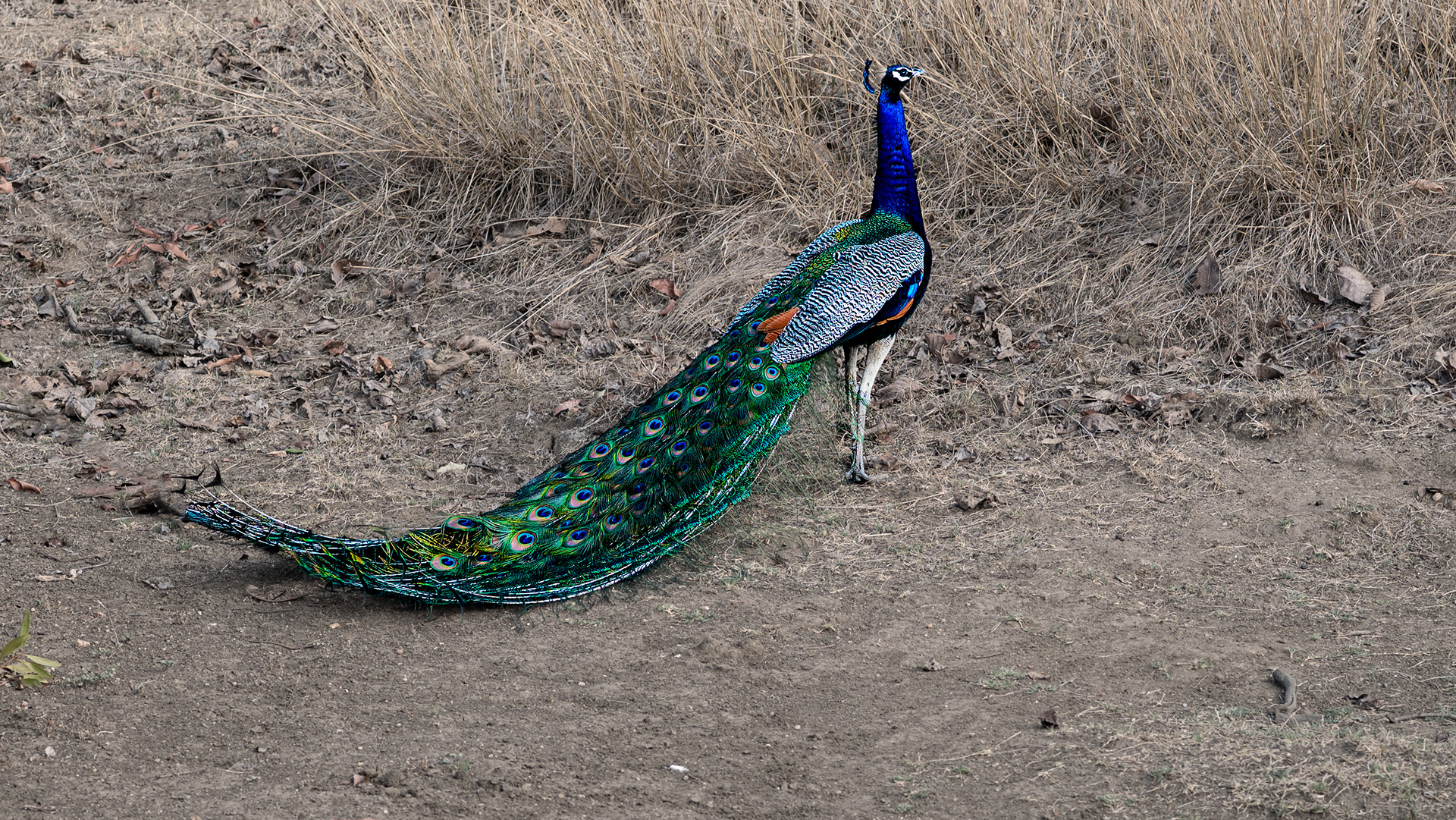Peacock