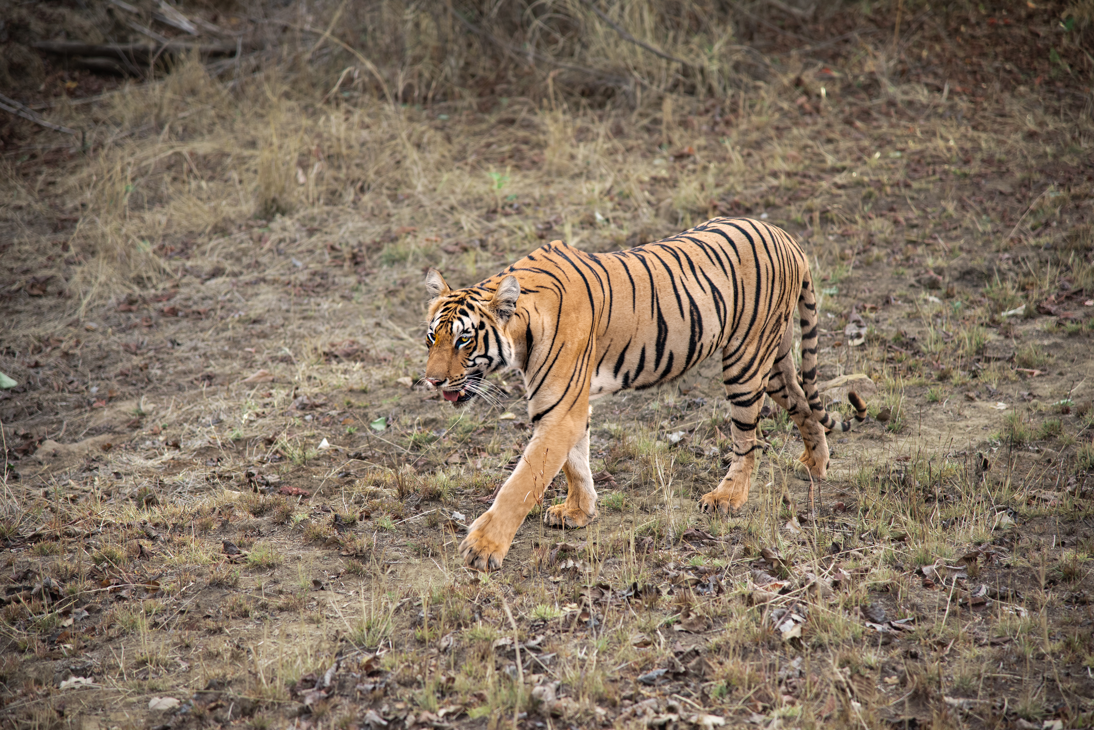 Unnamed 2 yea oldr Female, Tadoba, India