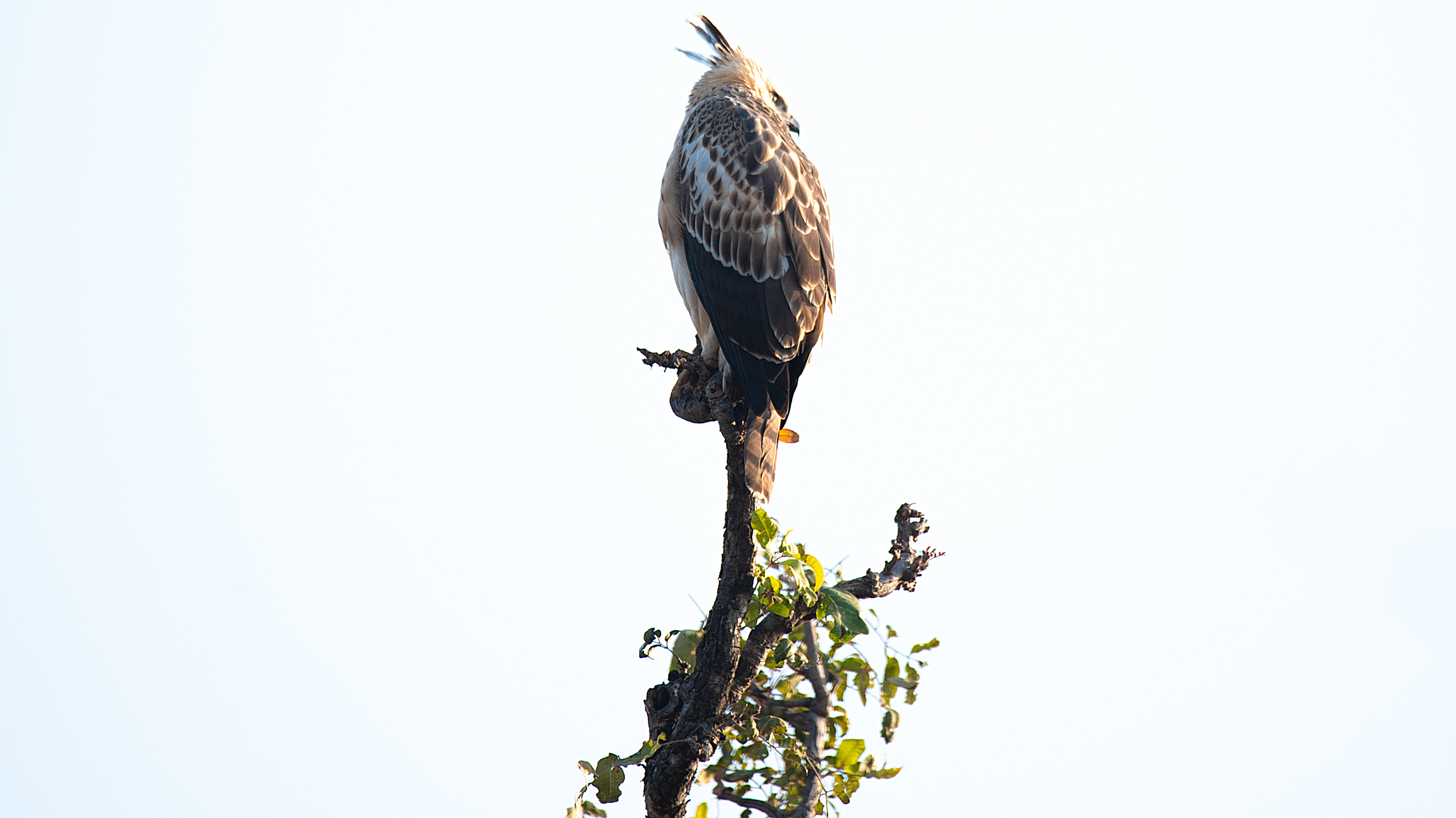 Crested Hawk-Eagle