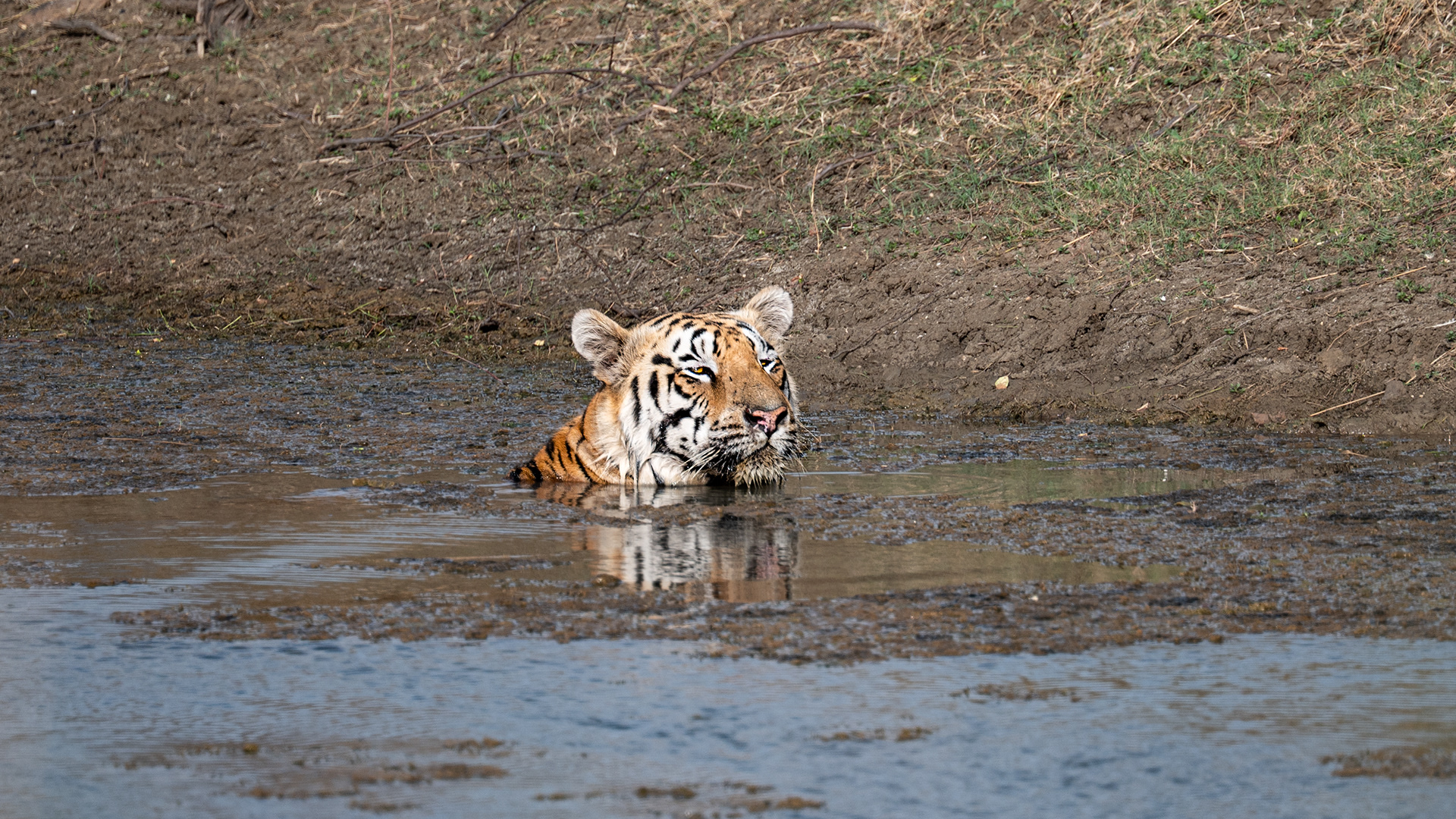 Clooarwala, Tadoba, India