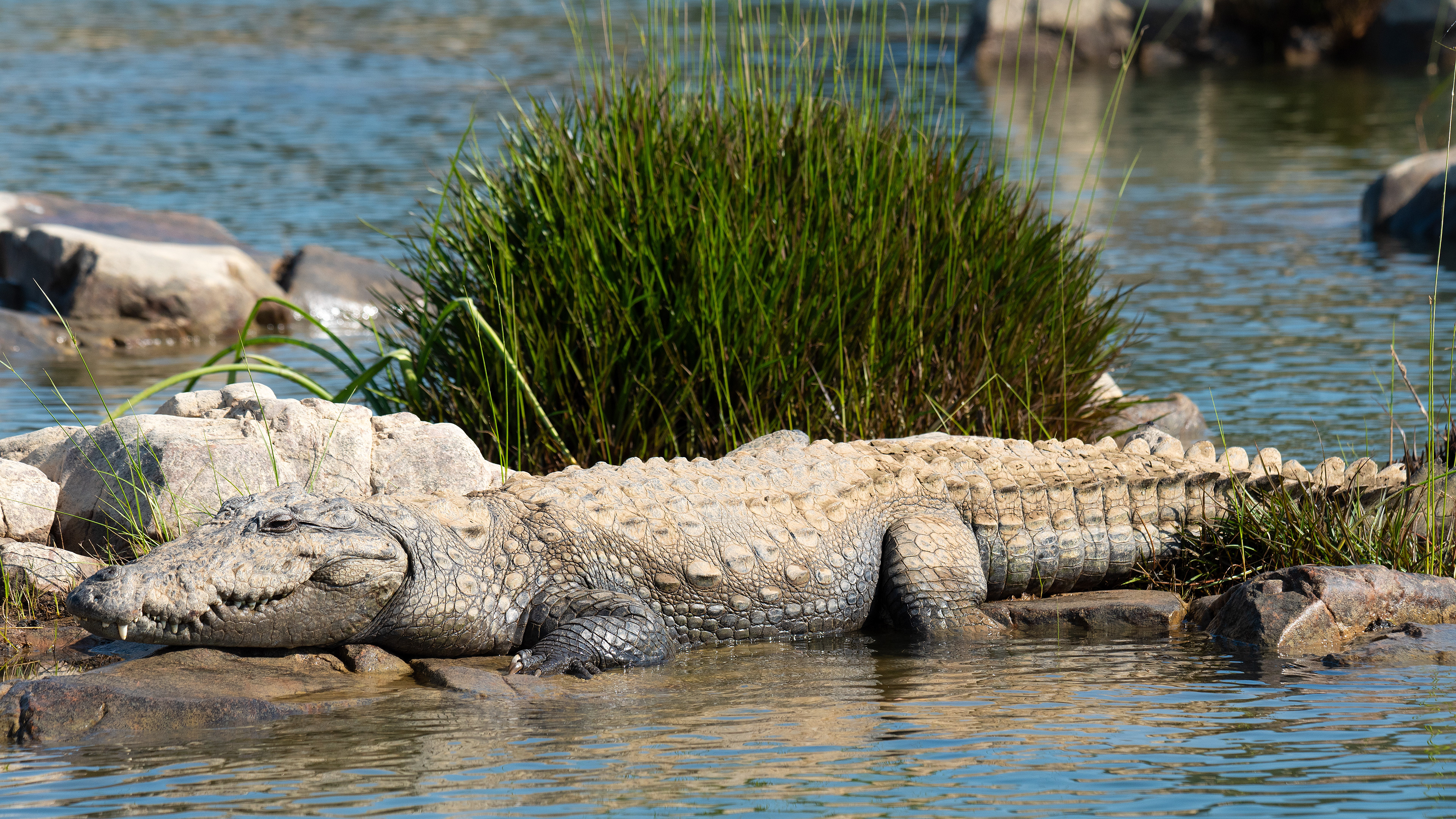Mugger Crocodile
