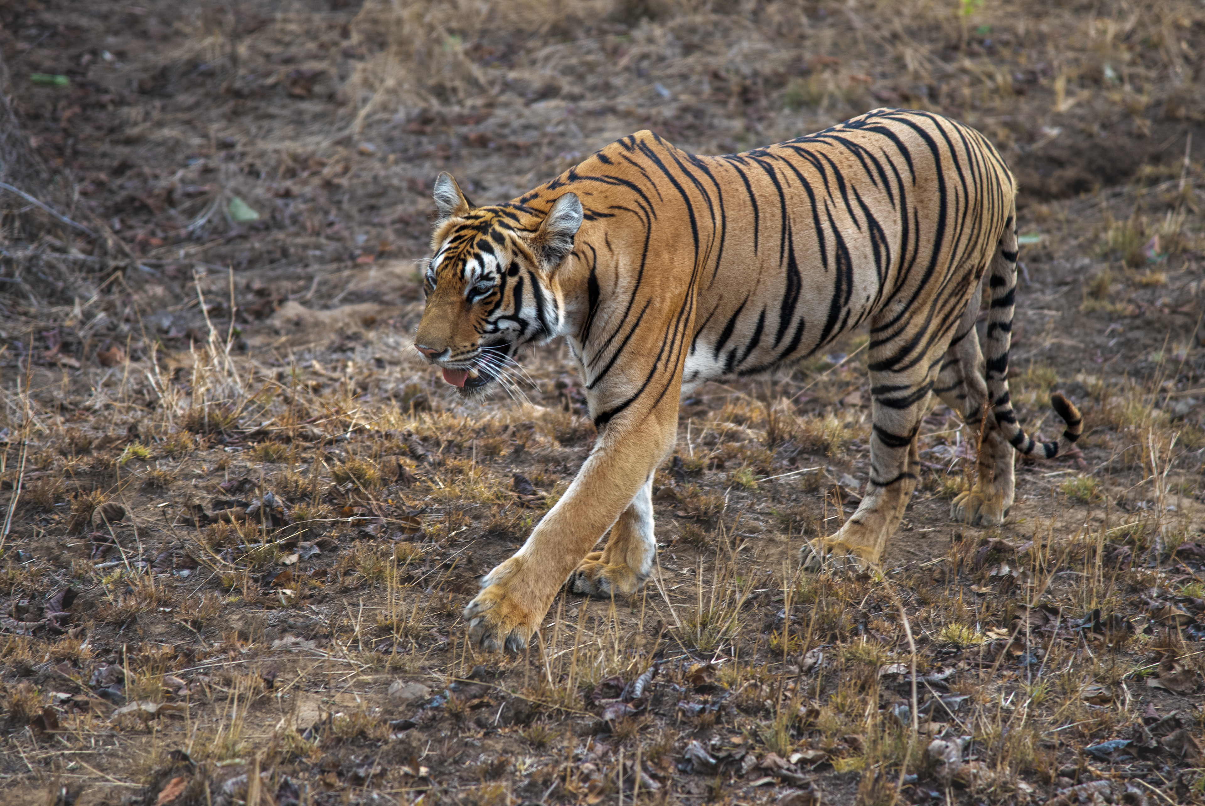 Unnamed 2 year old Female, Tadoba, India