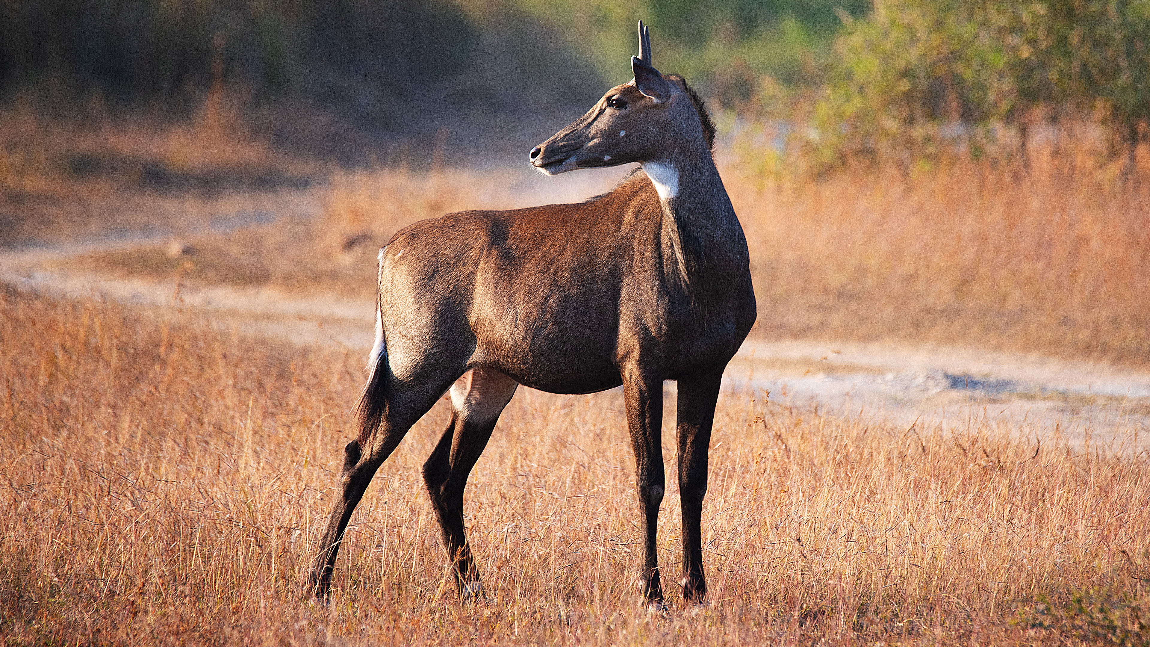 Nilgai