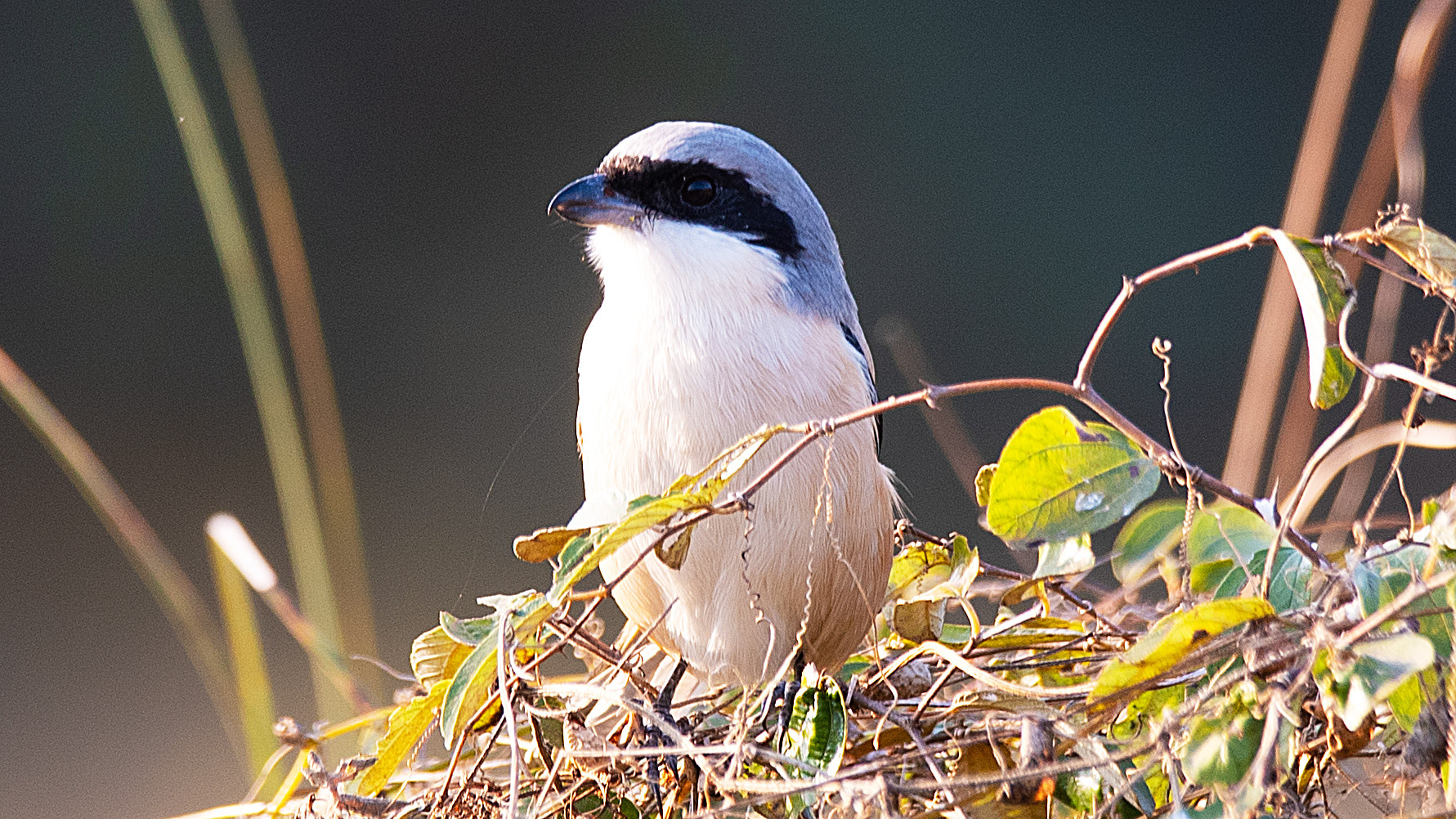 Great Grey Shrike