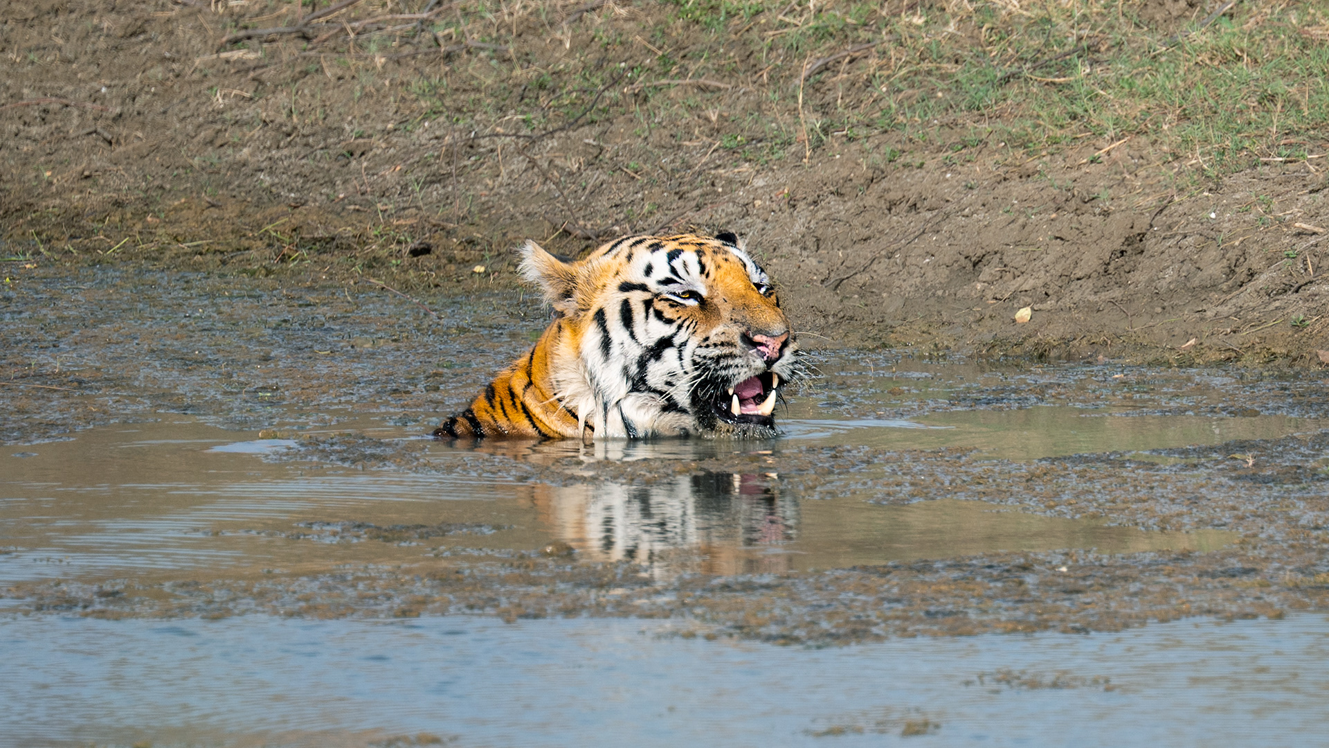 Clooarwala, Tadoba, India