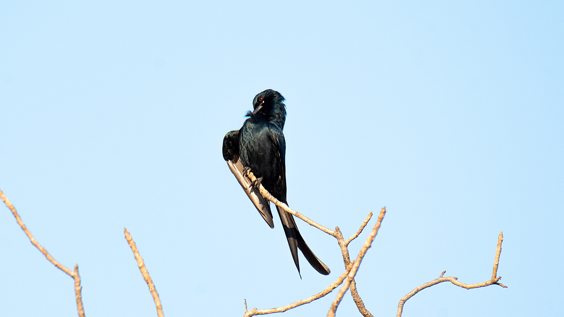 Black Drongo