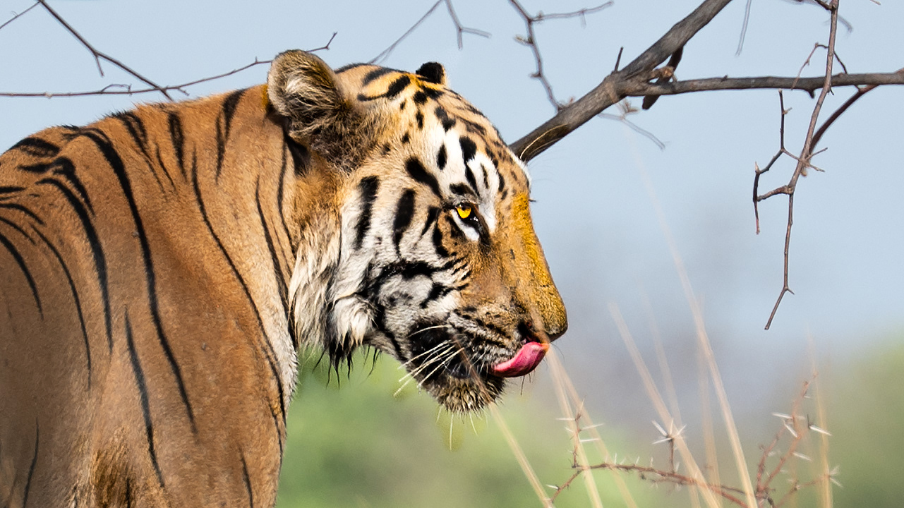 Clooarwala, Tadoba, India