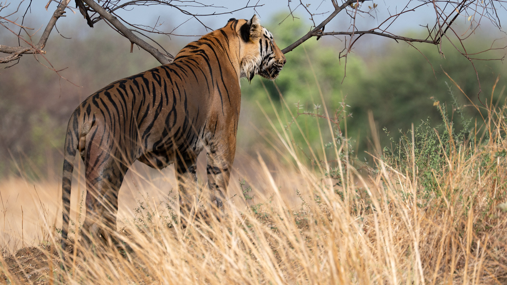 Clooarwala, Tadoba, India
