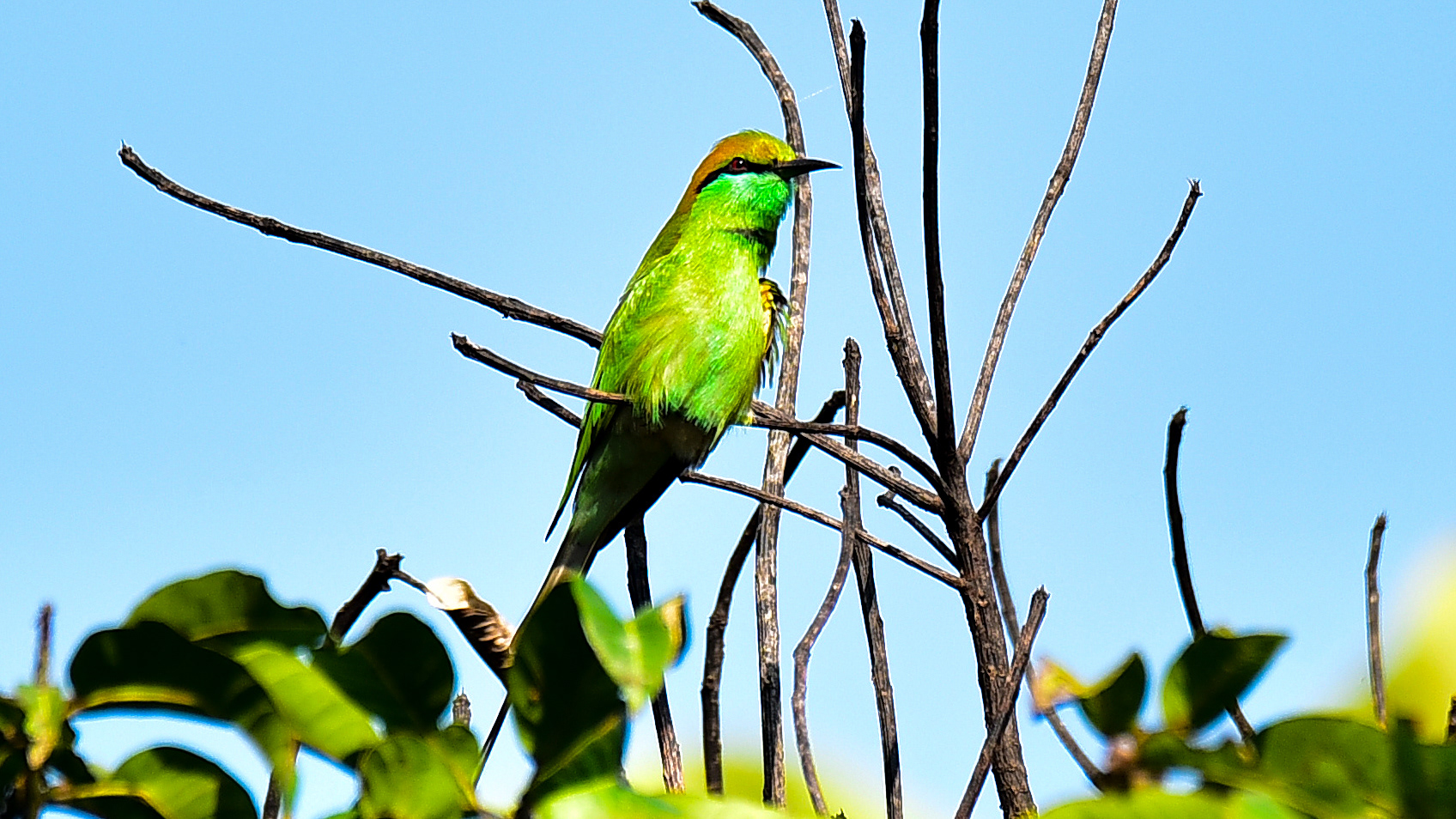 Asian green bee-eater