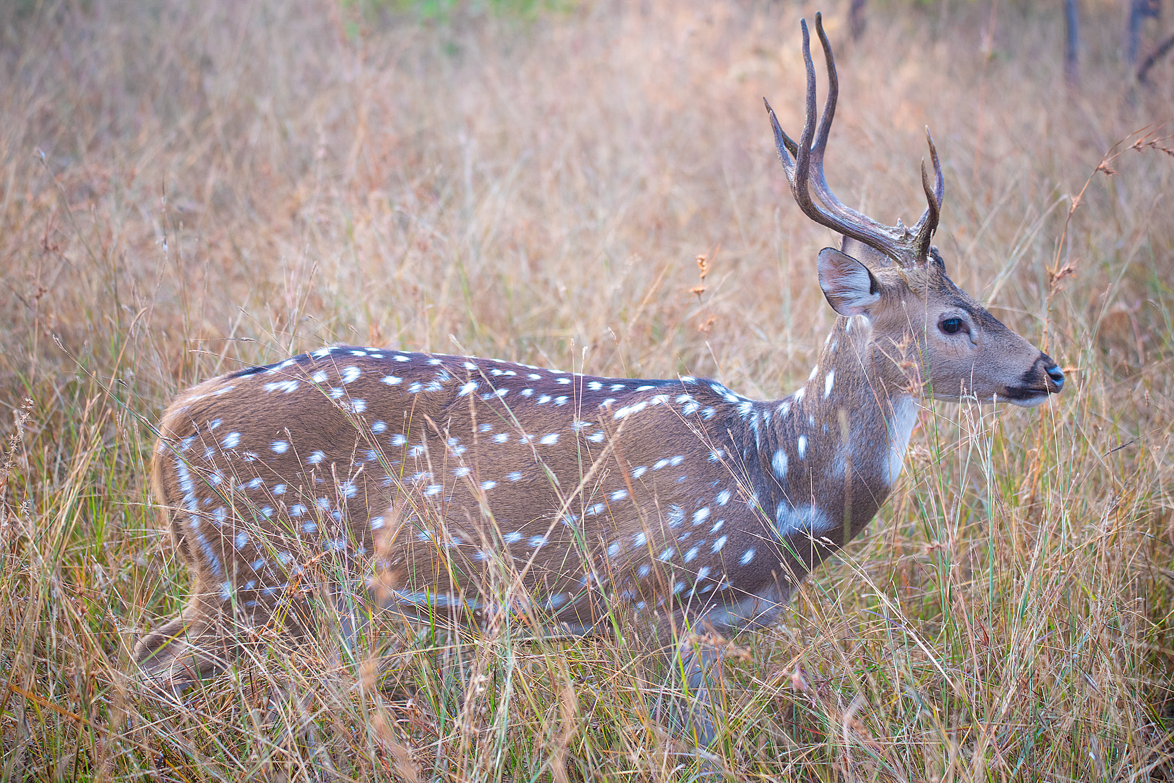 Spotted Deer
