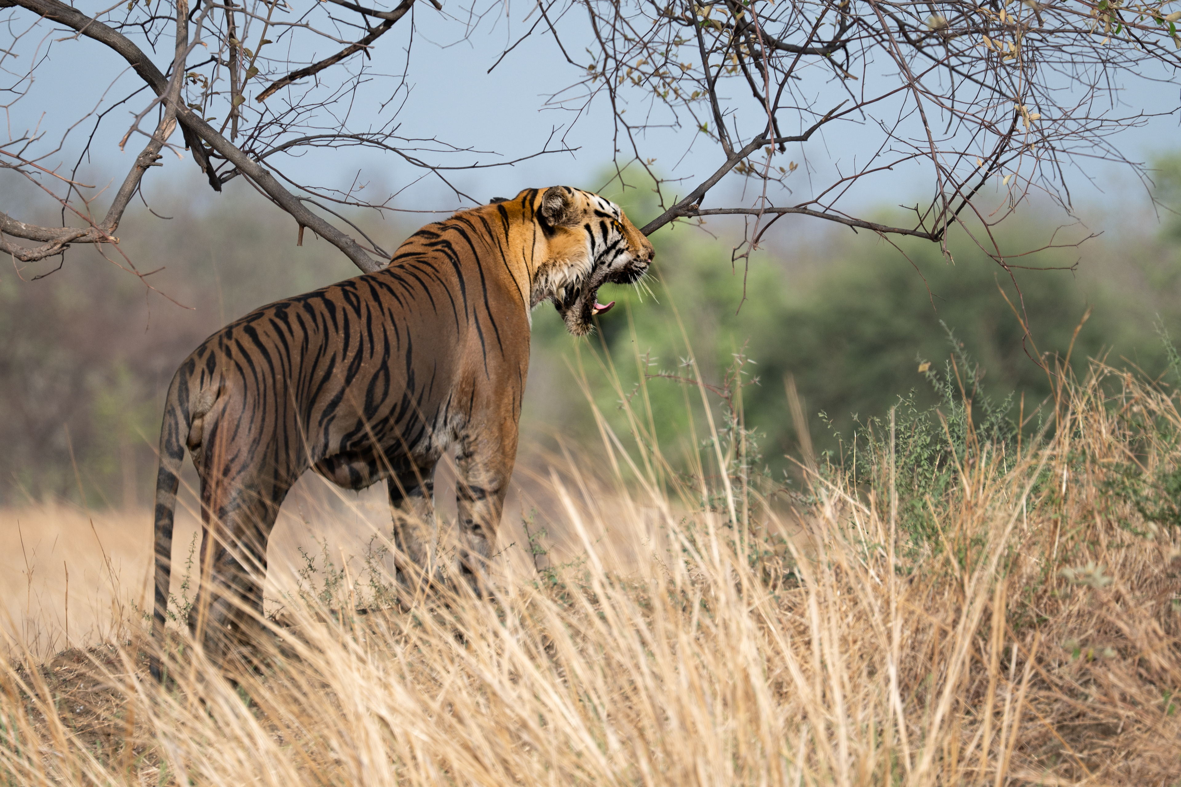 Clooarwala, Tadoba, India