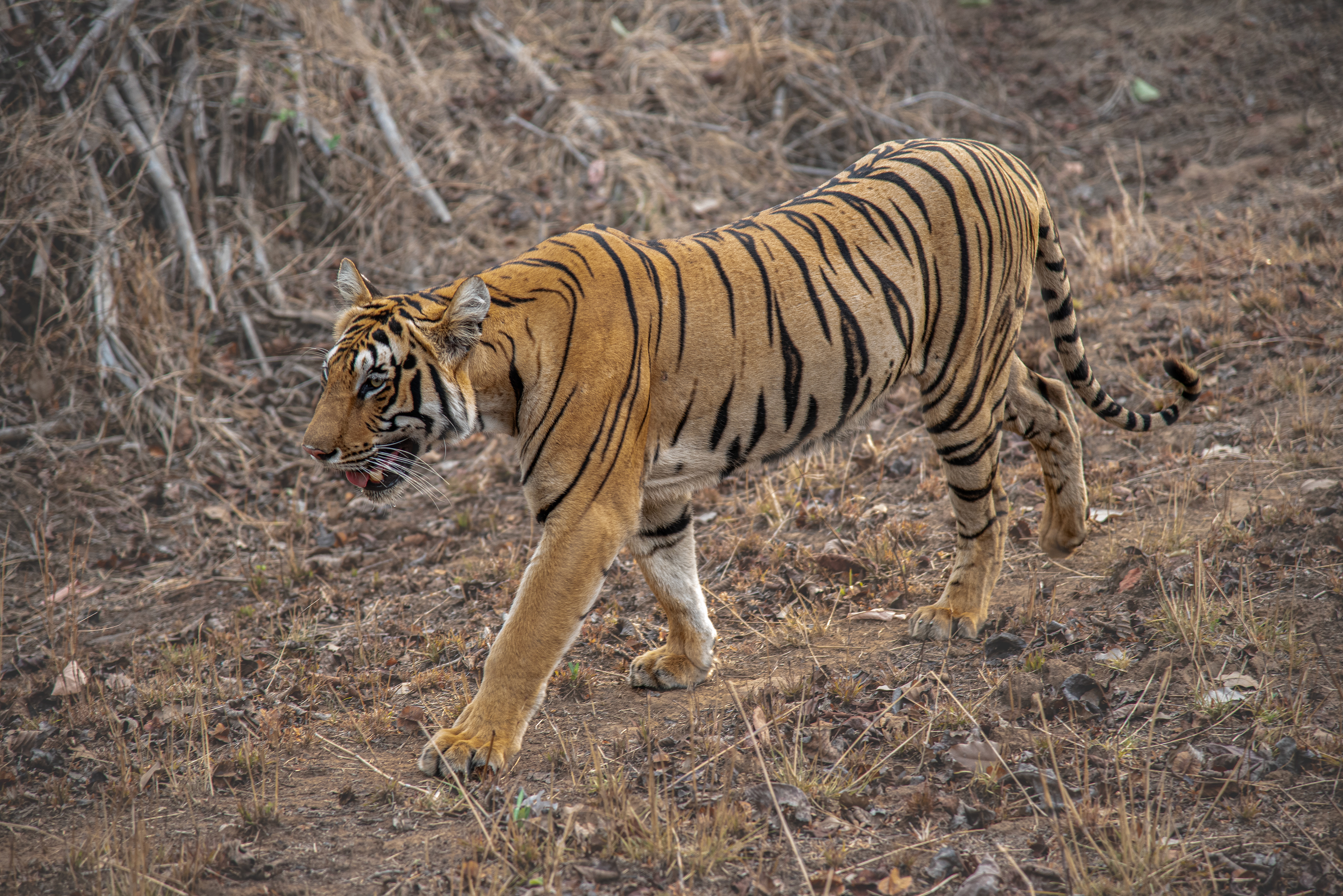 Unnamed 2 year old Female, Tadoba, India