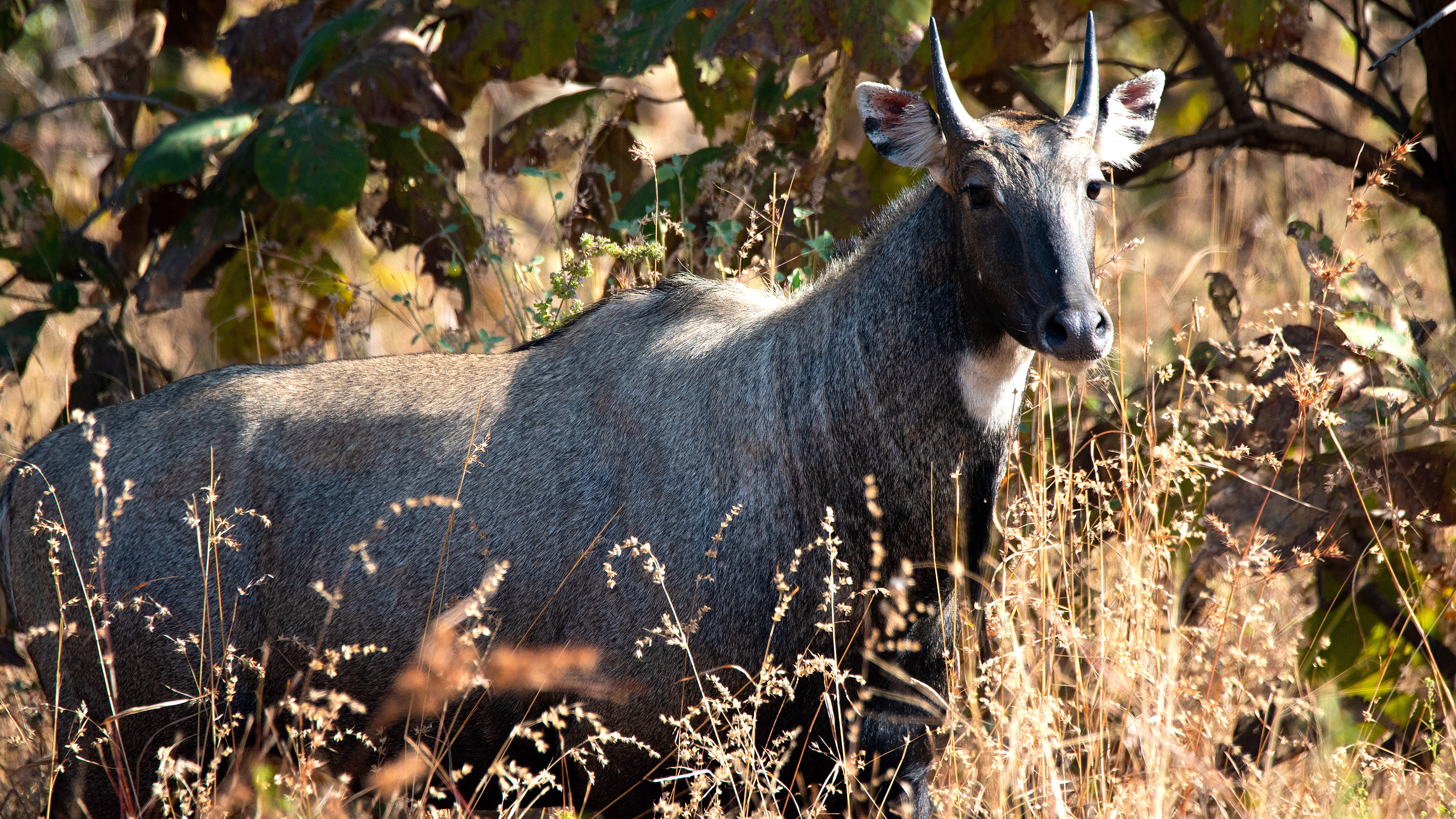 Blue Bull (Nilgai)