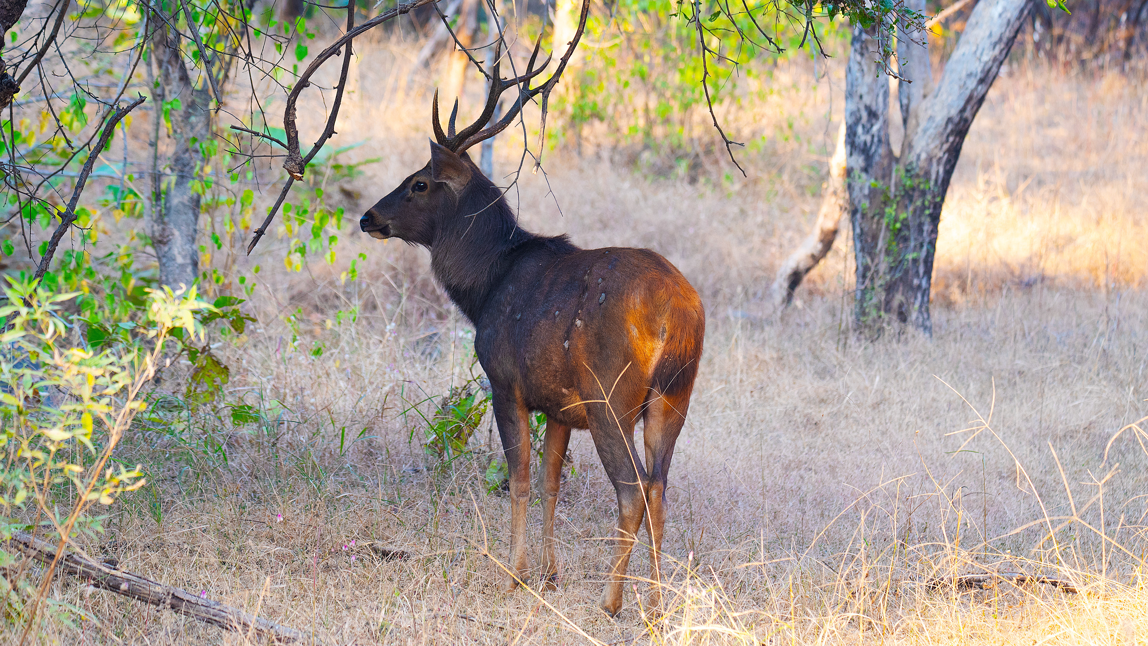 Sambar Deer