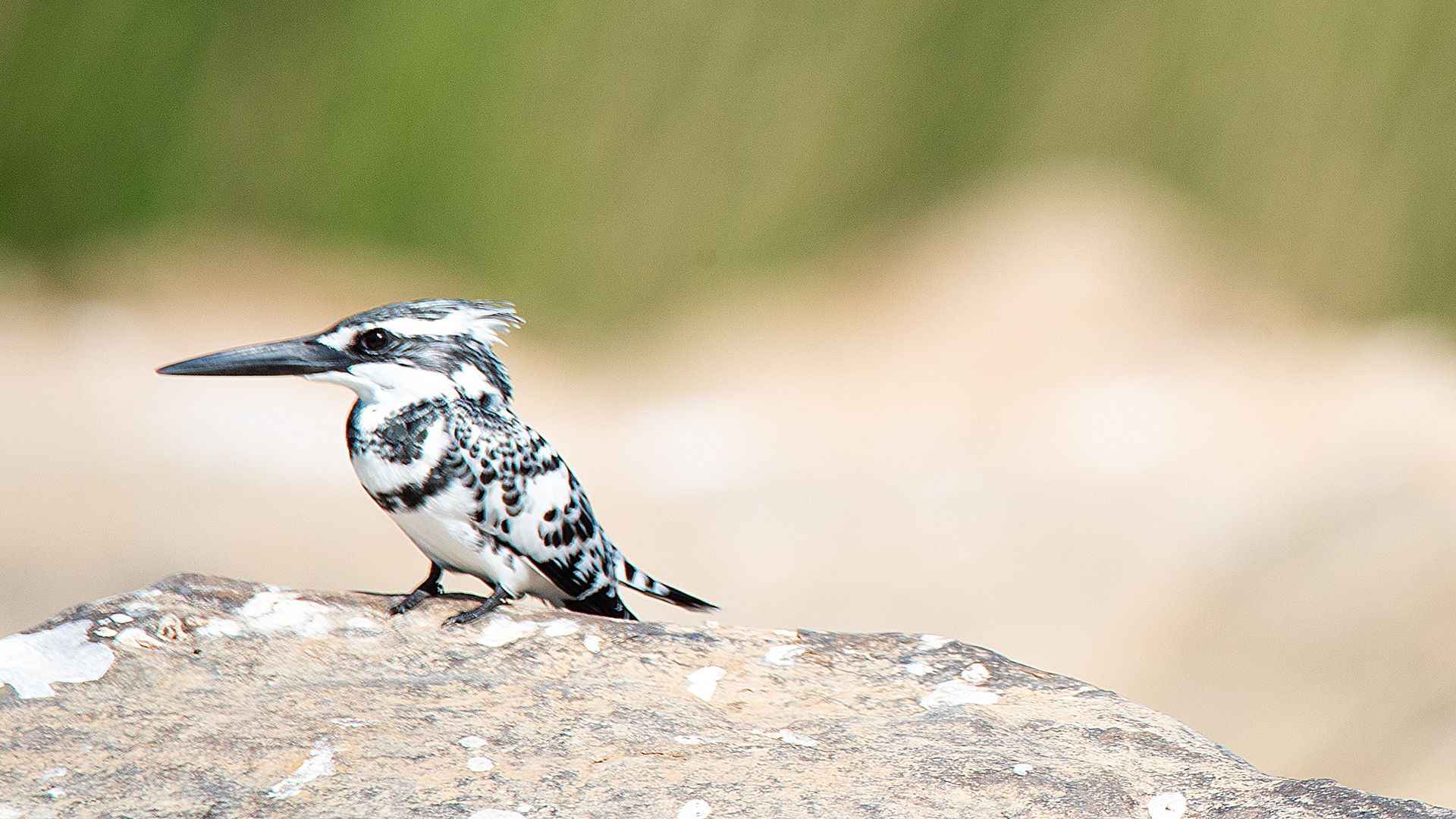Pied Kingfisher