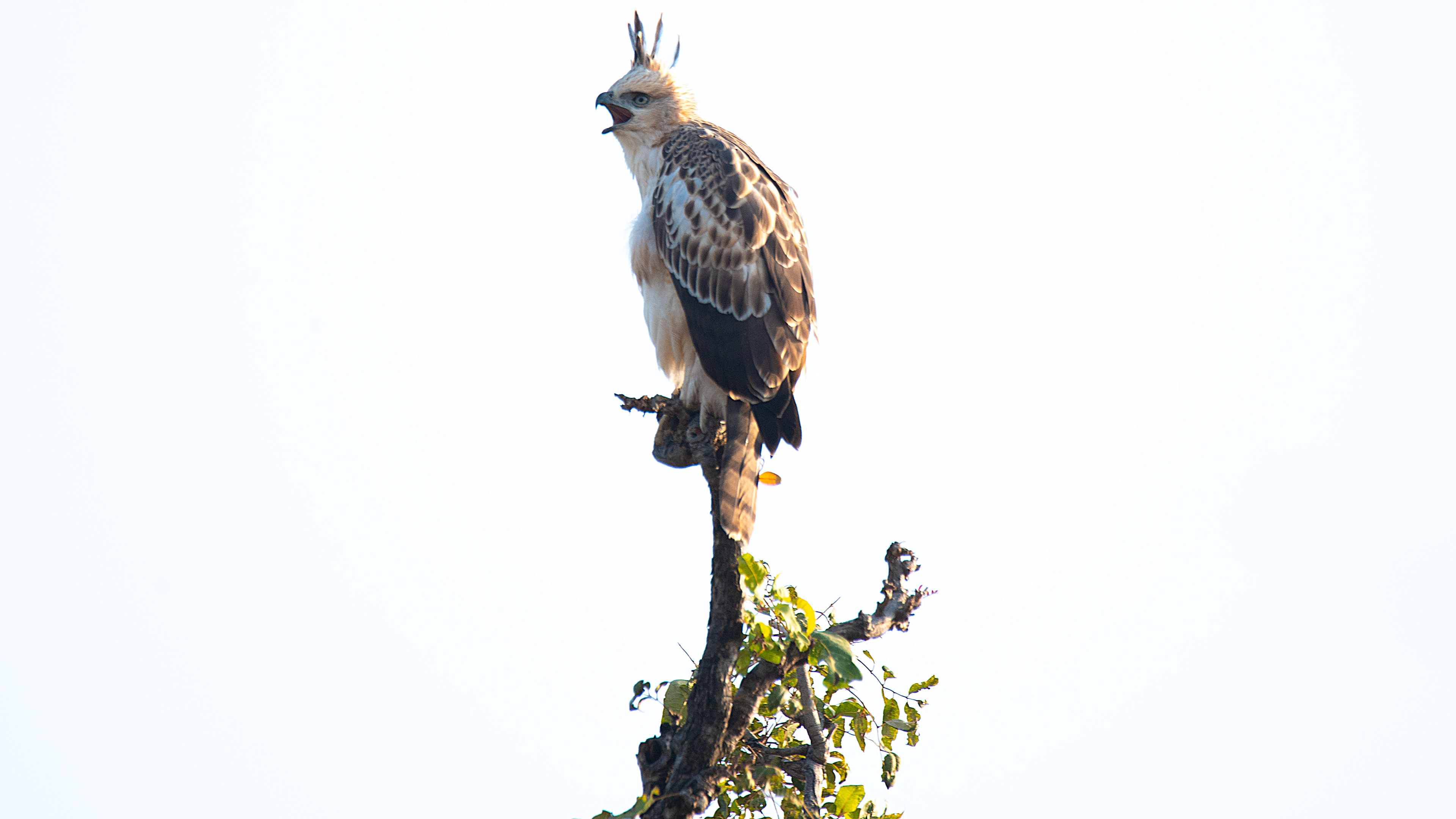 Crested Hawk-Eagle
