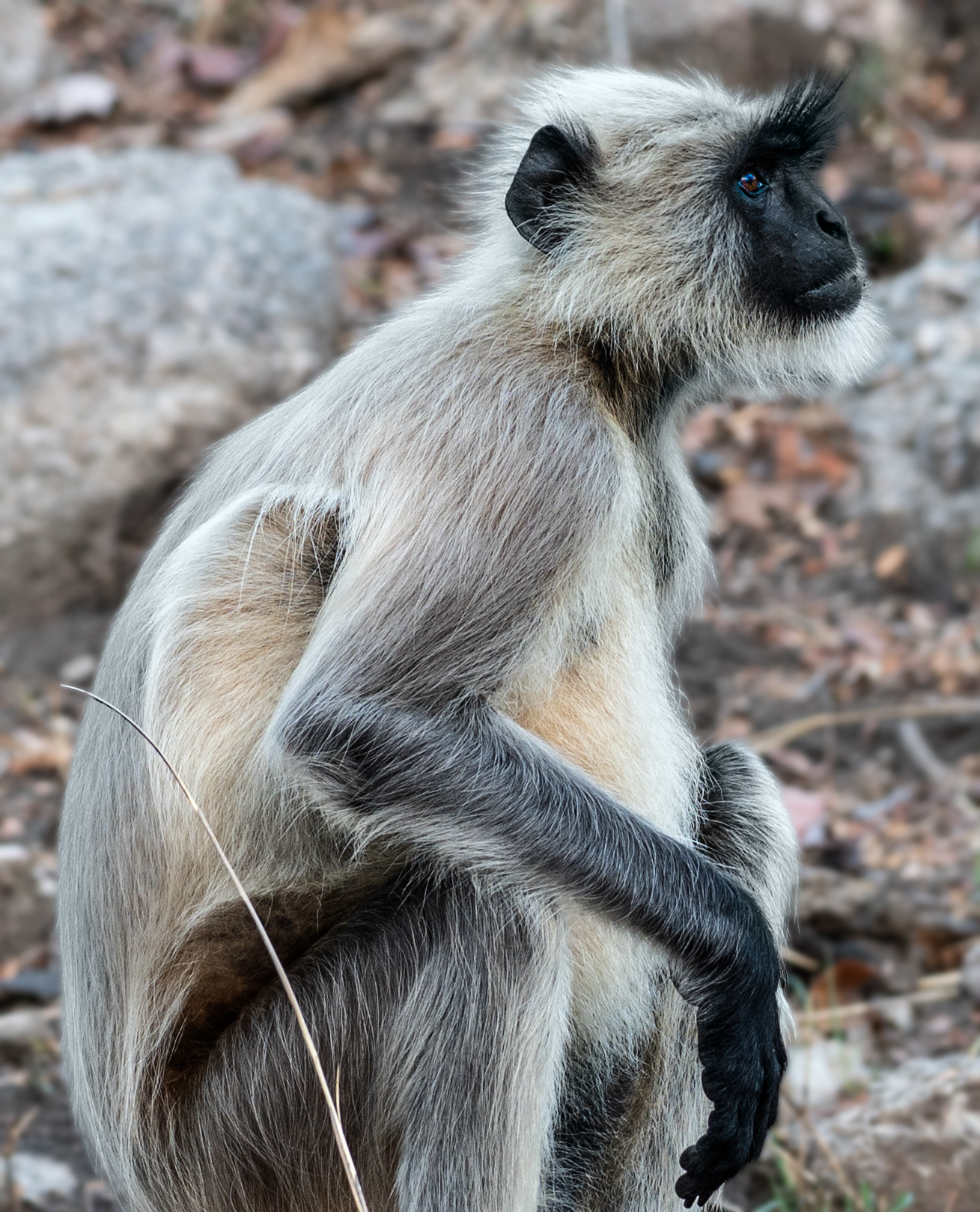 Langoor