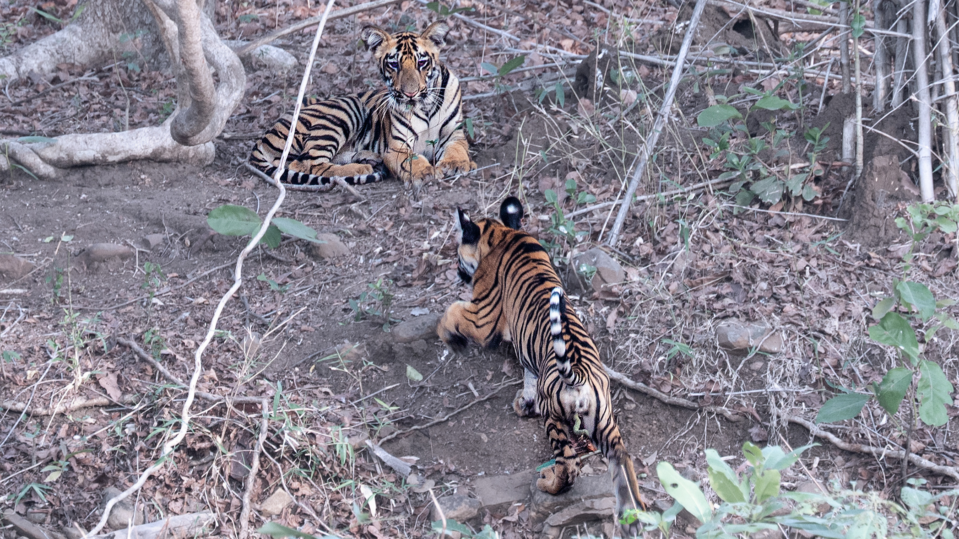 Junabai Cubs