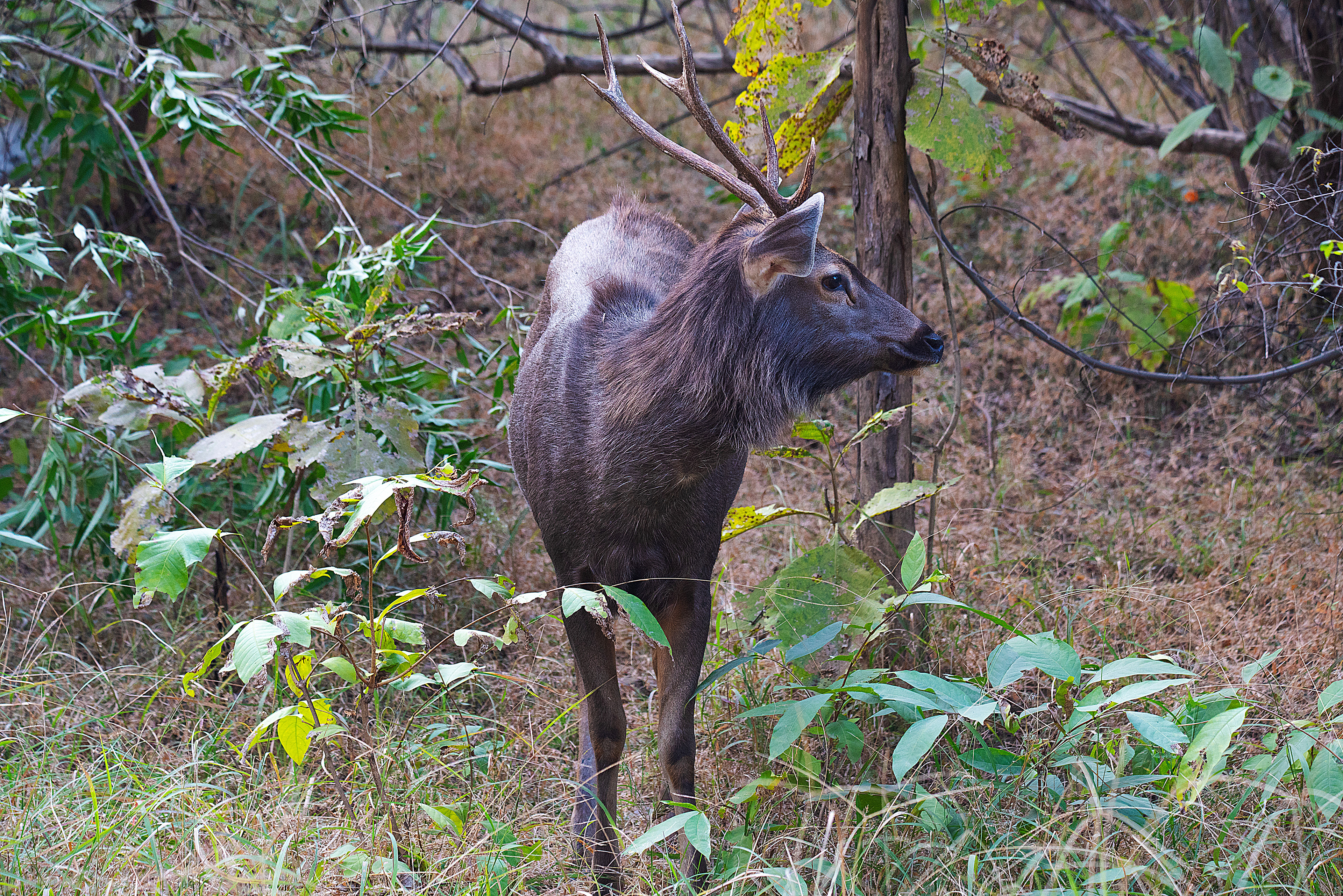 Sambar Deer