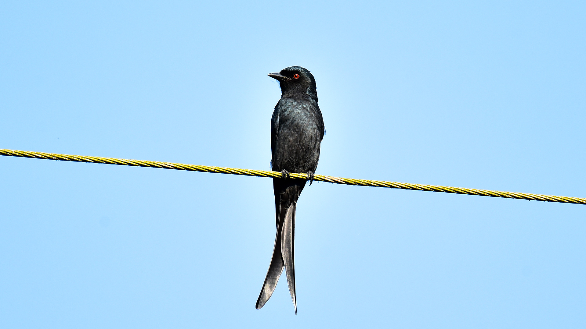 Ashy Drongo