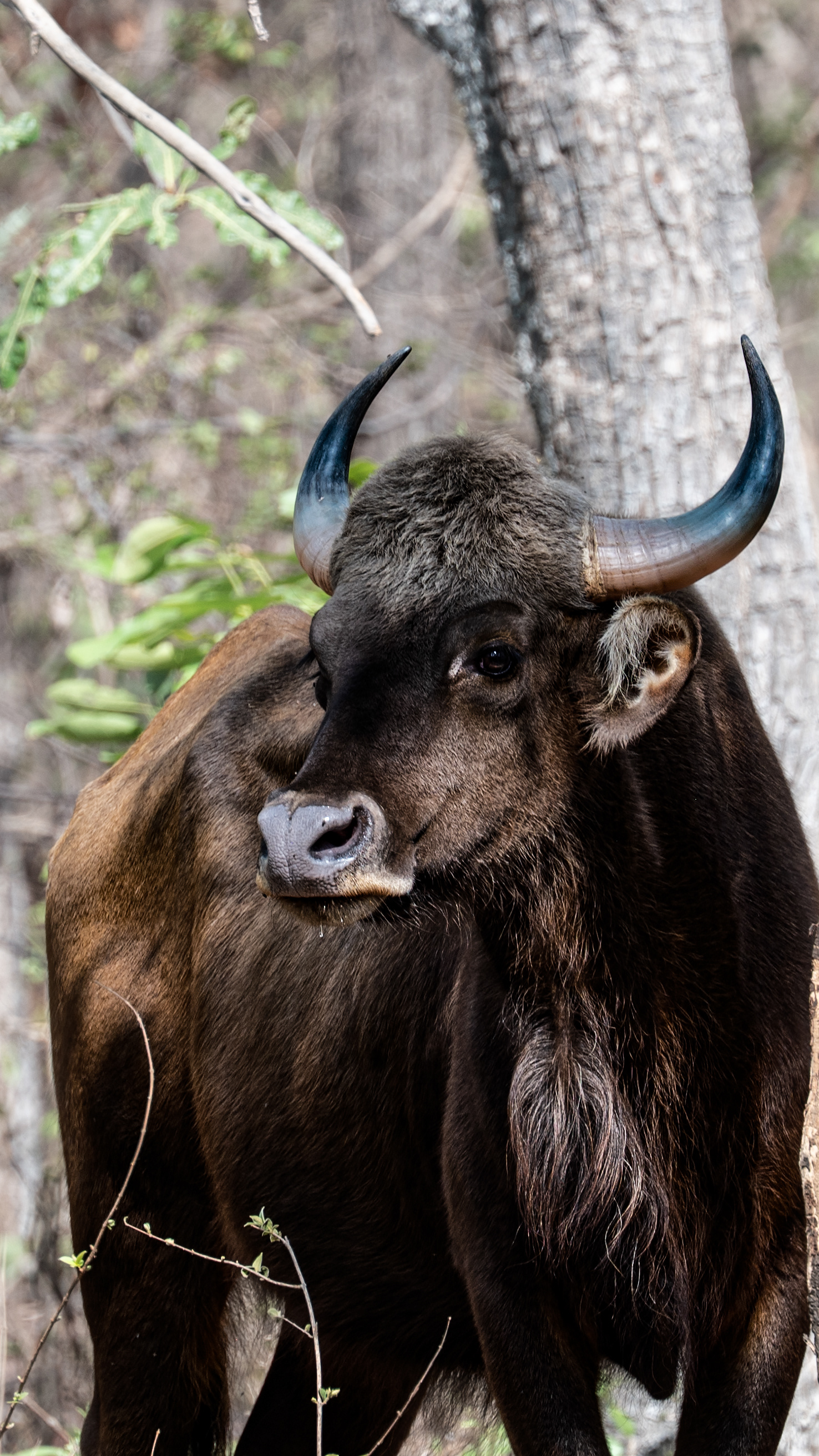 Indian Bison - Gava