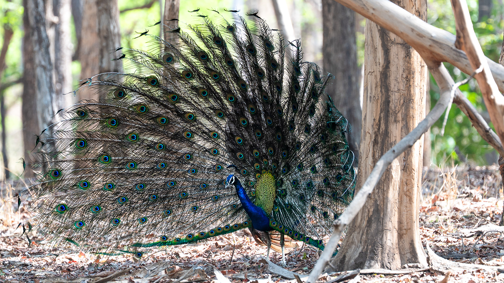 Peacock