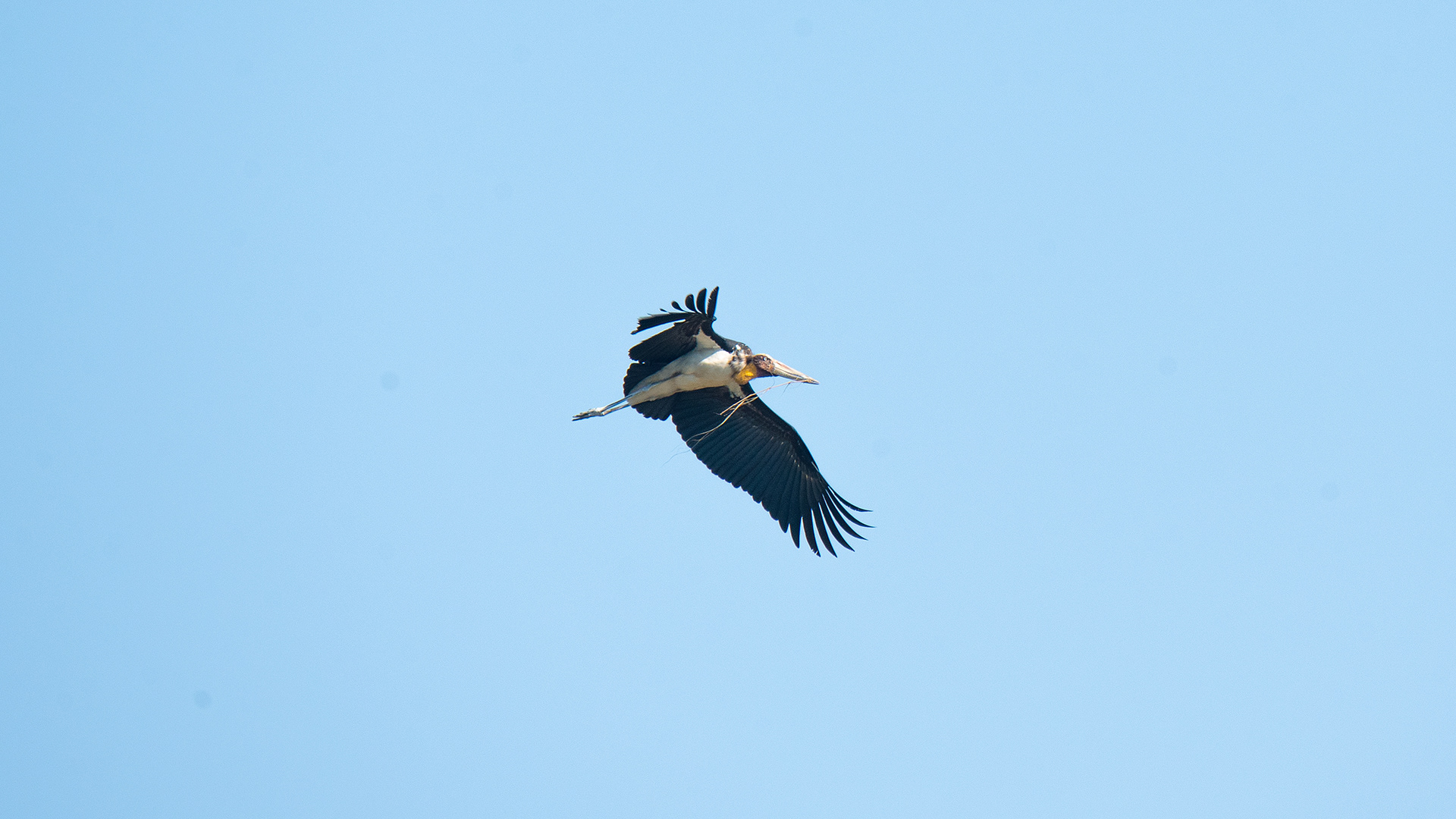 Lesser Adjutant Storks