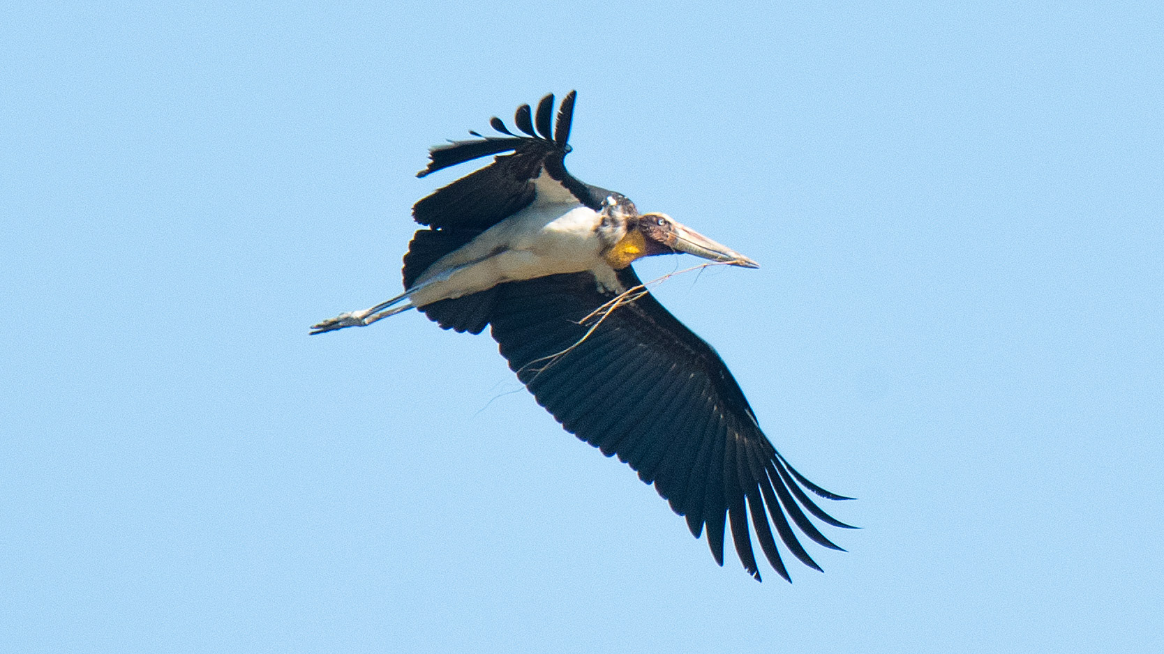 Lesser Adjutant Storks