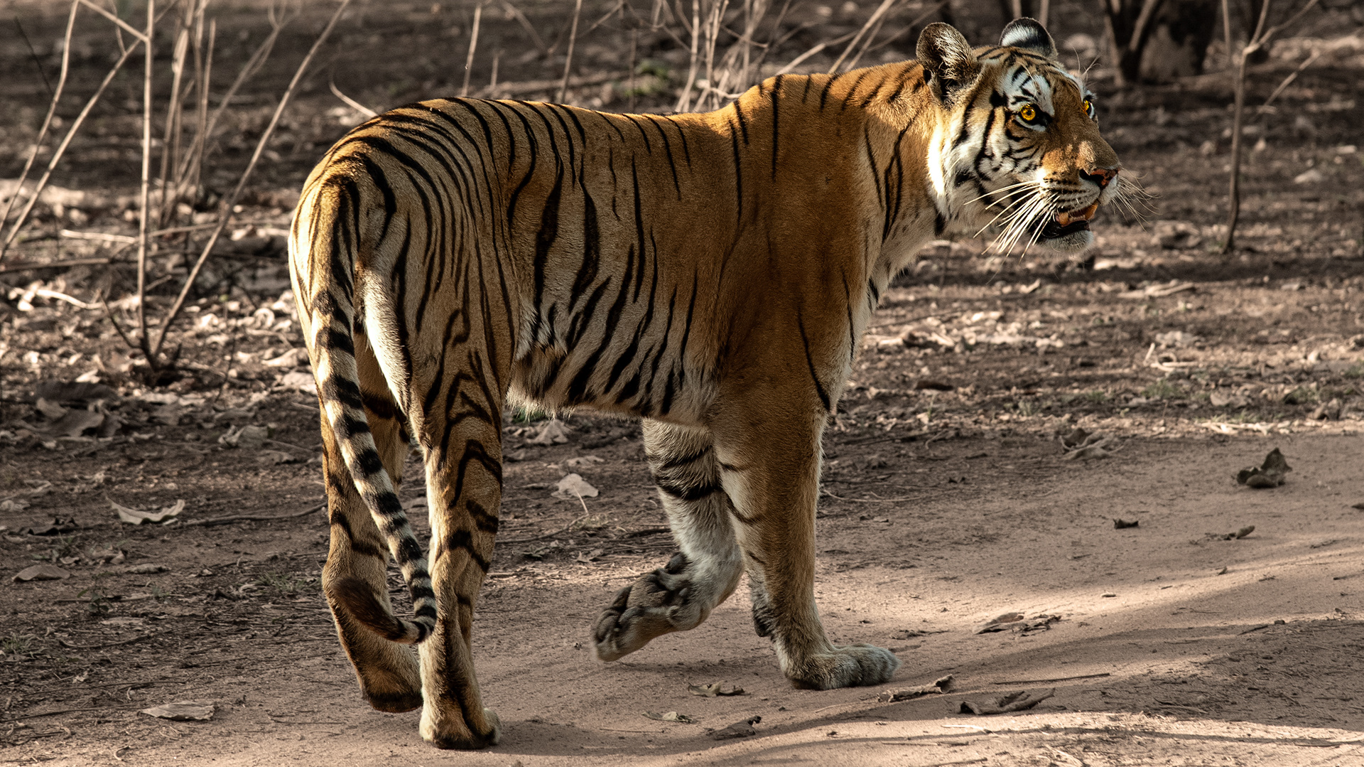 Jalphata Female, Pench MP