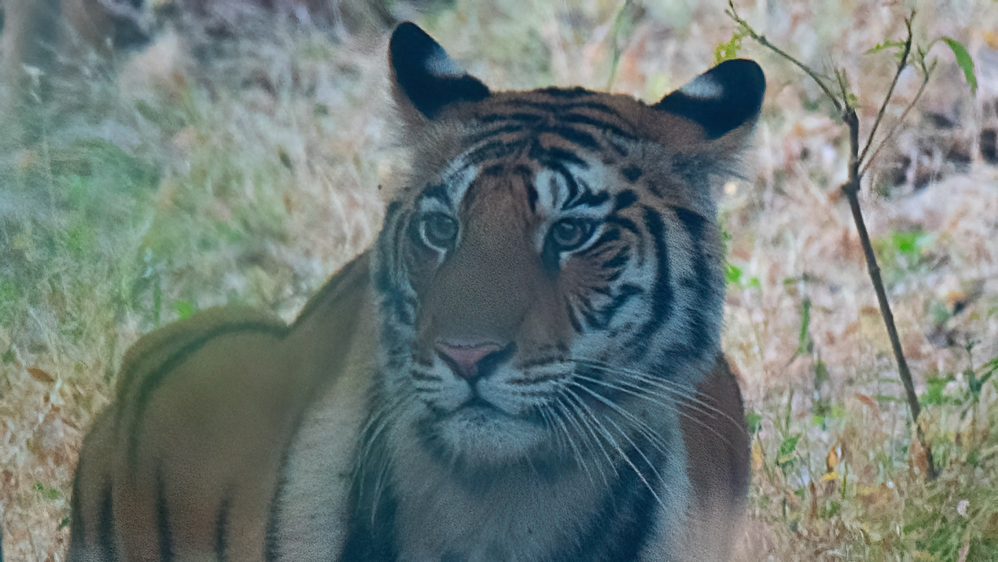 Tiger- Panna T151-41