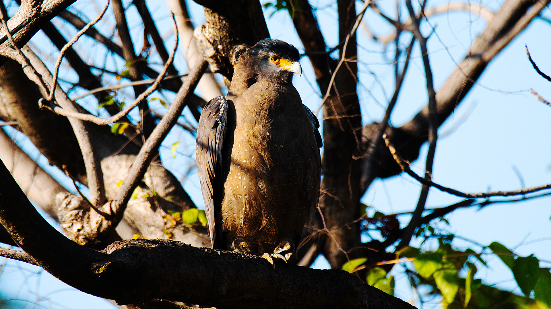 Crested Serpent-Eagle