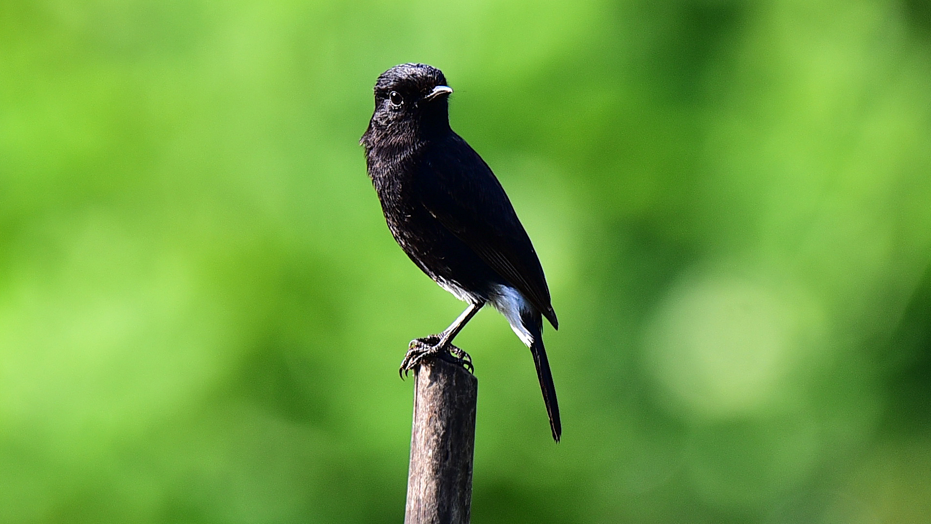 Pied Bushchat